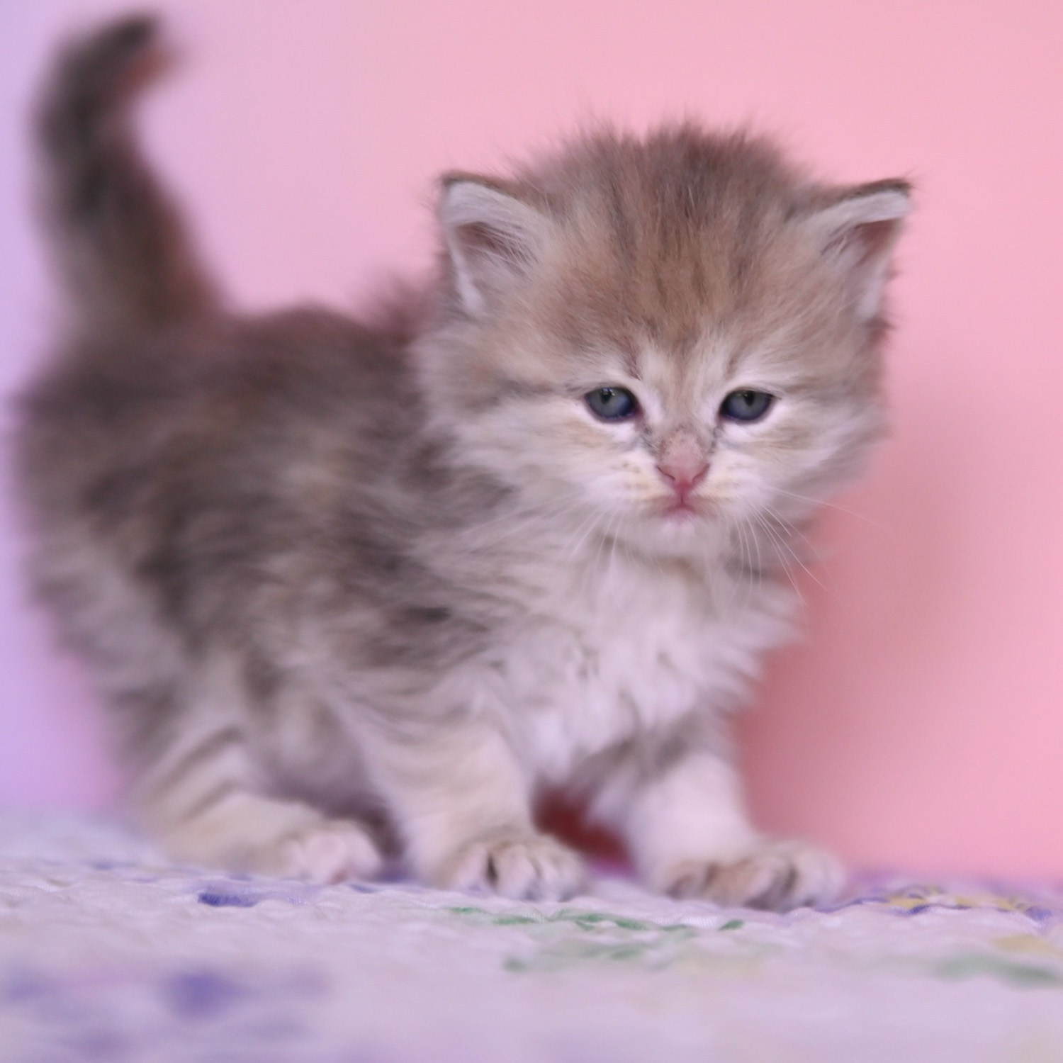 Blue Corin gold kitten walking with her tail up
