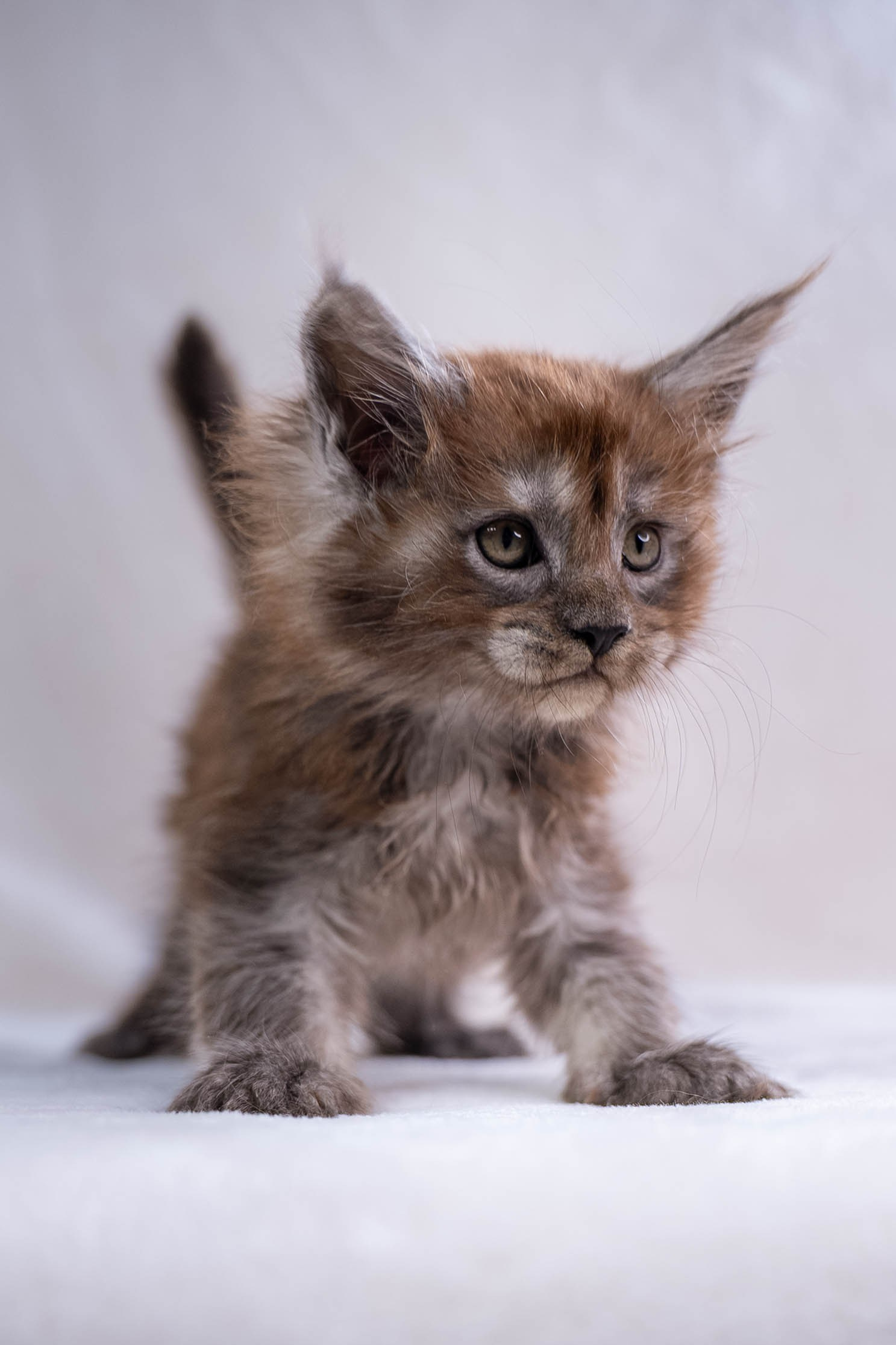 Senator Pepper. Senator Cat — Maine Coon cattery
