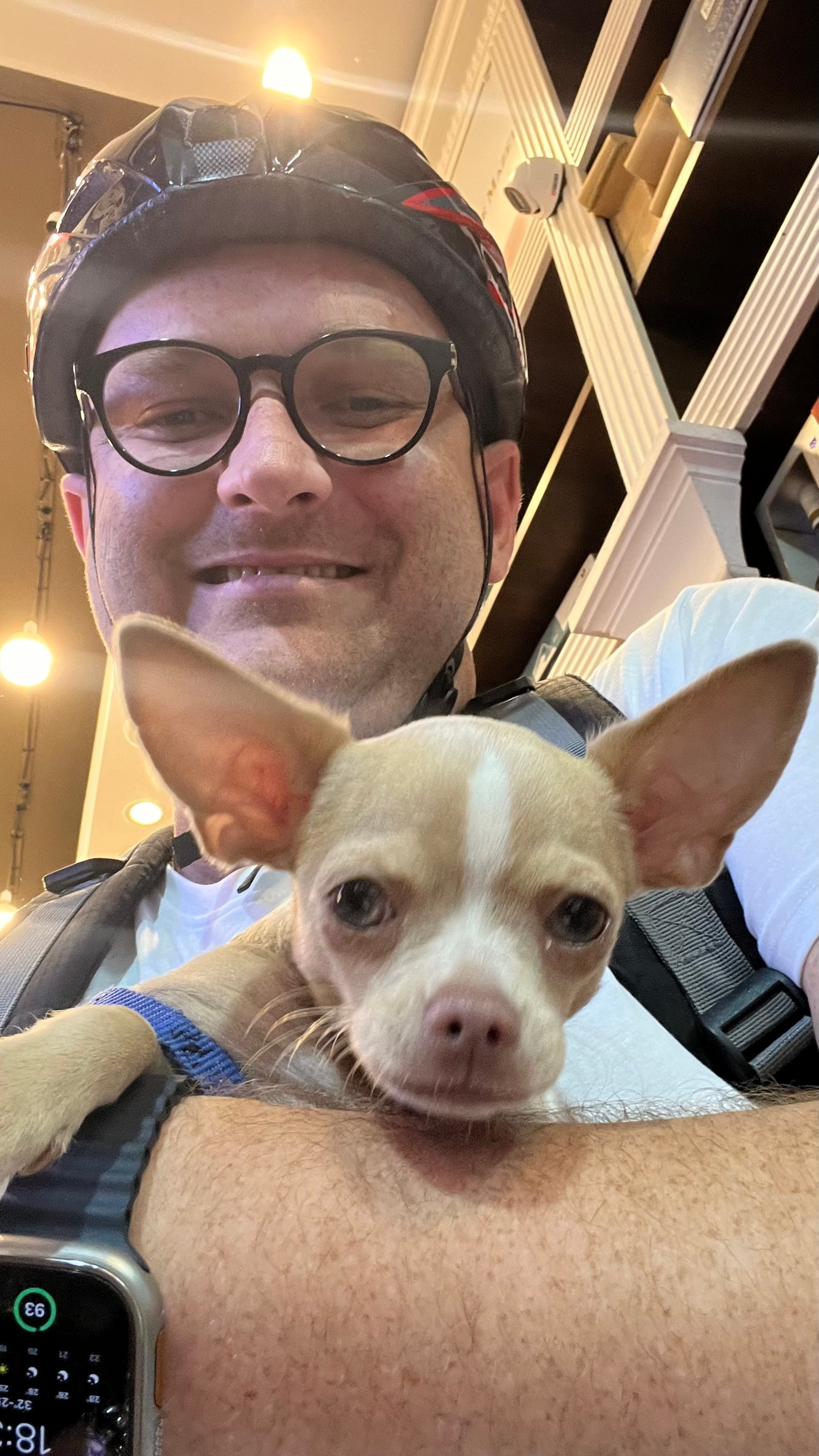 A friend's dog - small and cute