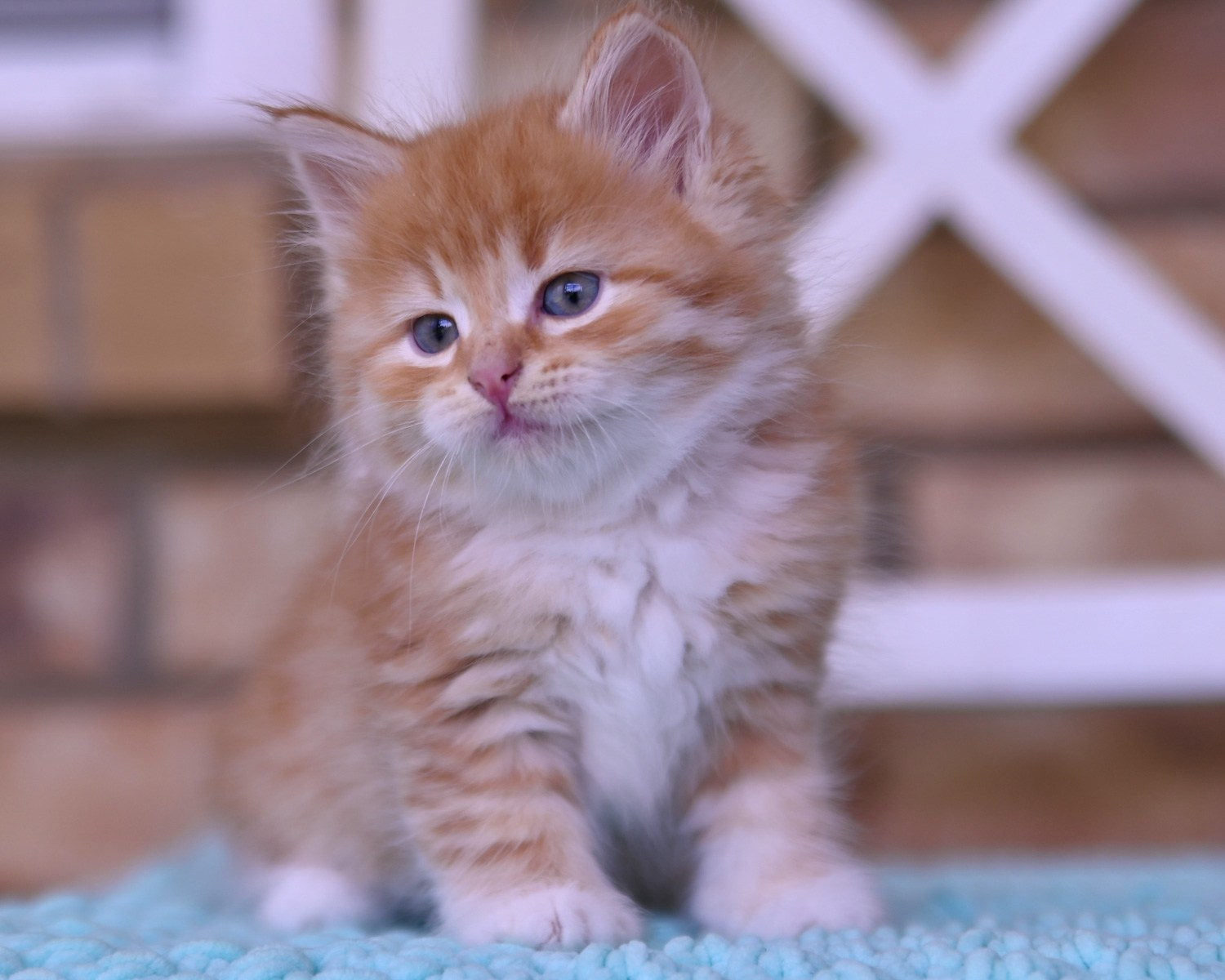 Red Siberian kitten sitting up with his head tilted