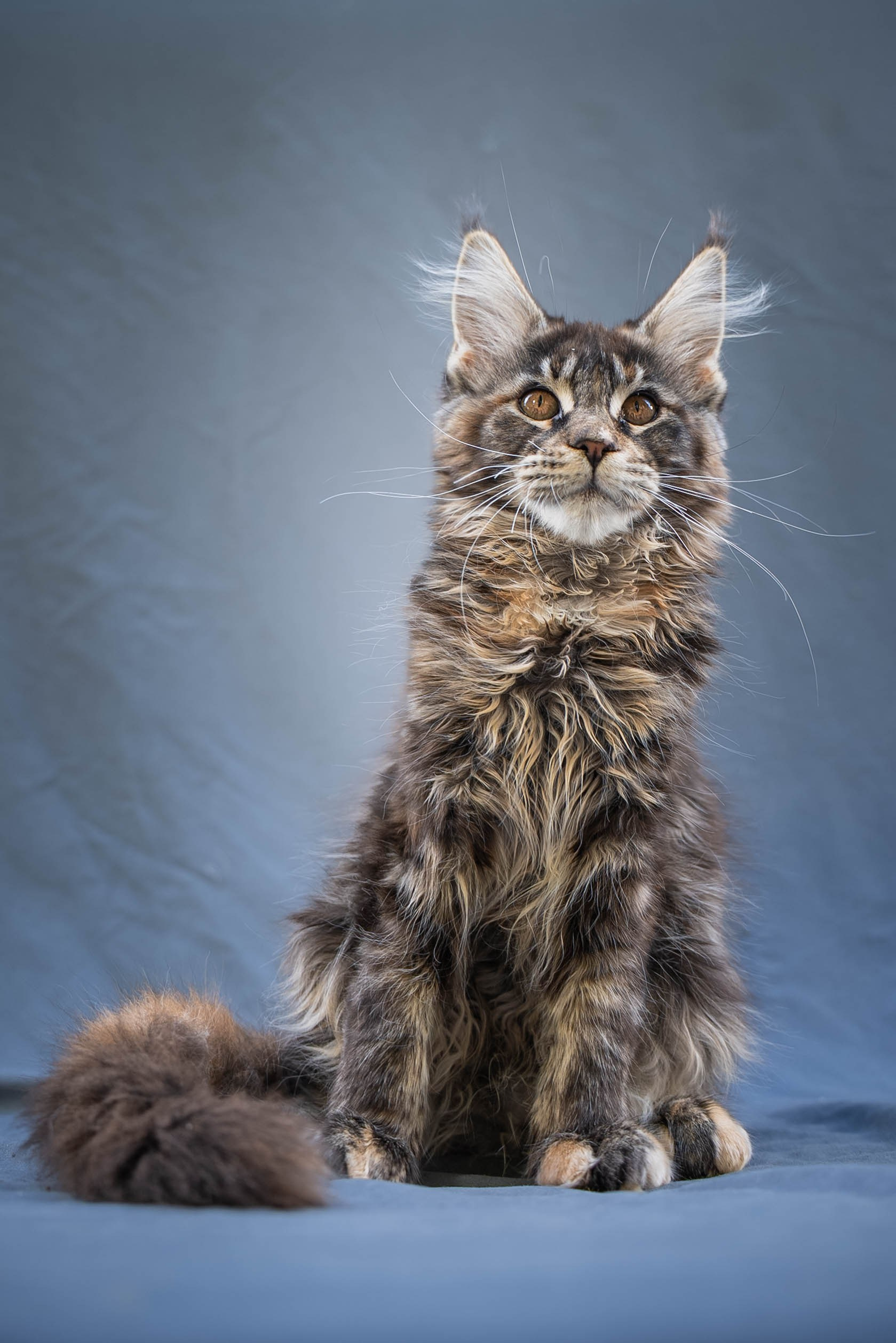 Senator Yasmin. Senator Cat — Maine Coon cattery