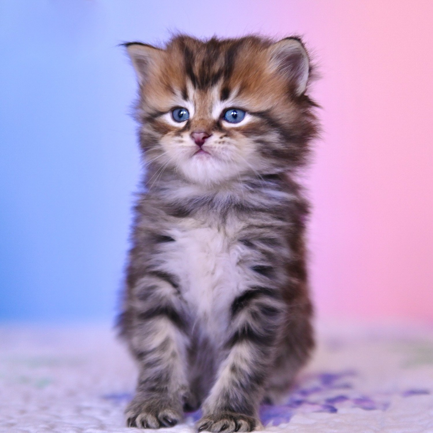 Brown tabby kitten sitting against pink and purple backdrop in Texas cattery