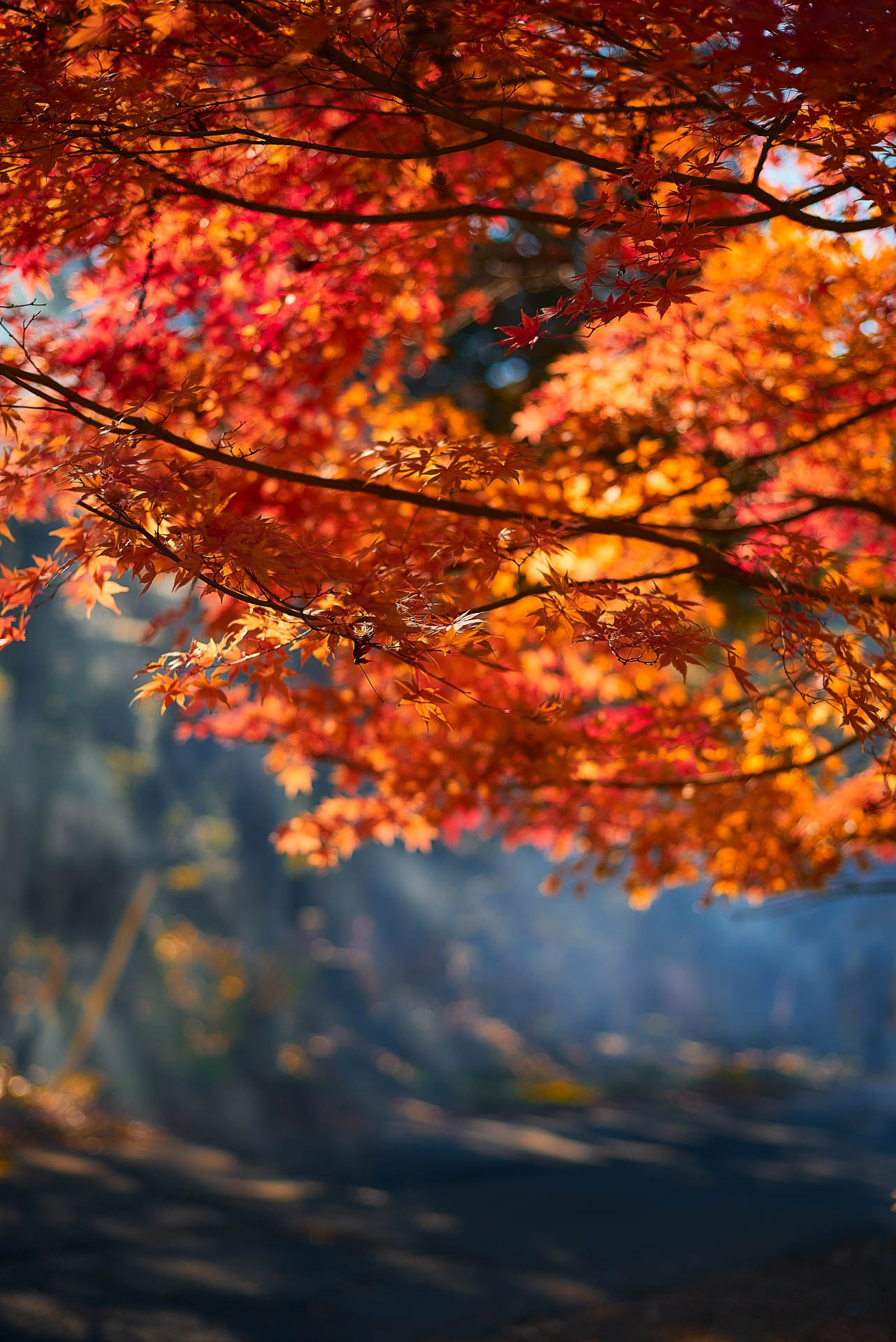 Travel Photography in Hakone & Nikko