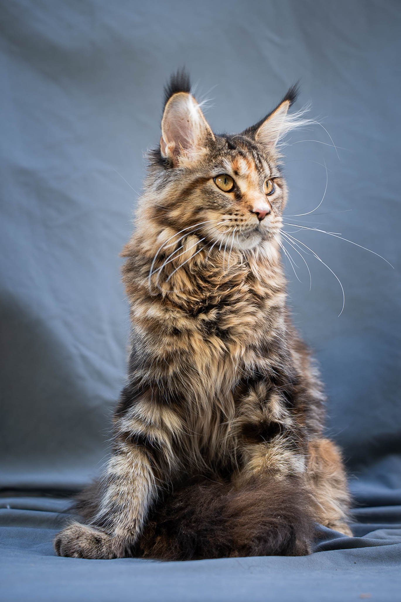 Senator Rosie. Senator Cat — Maine Coon cattery