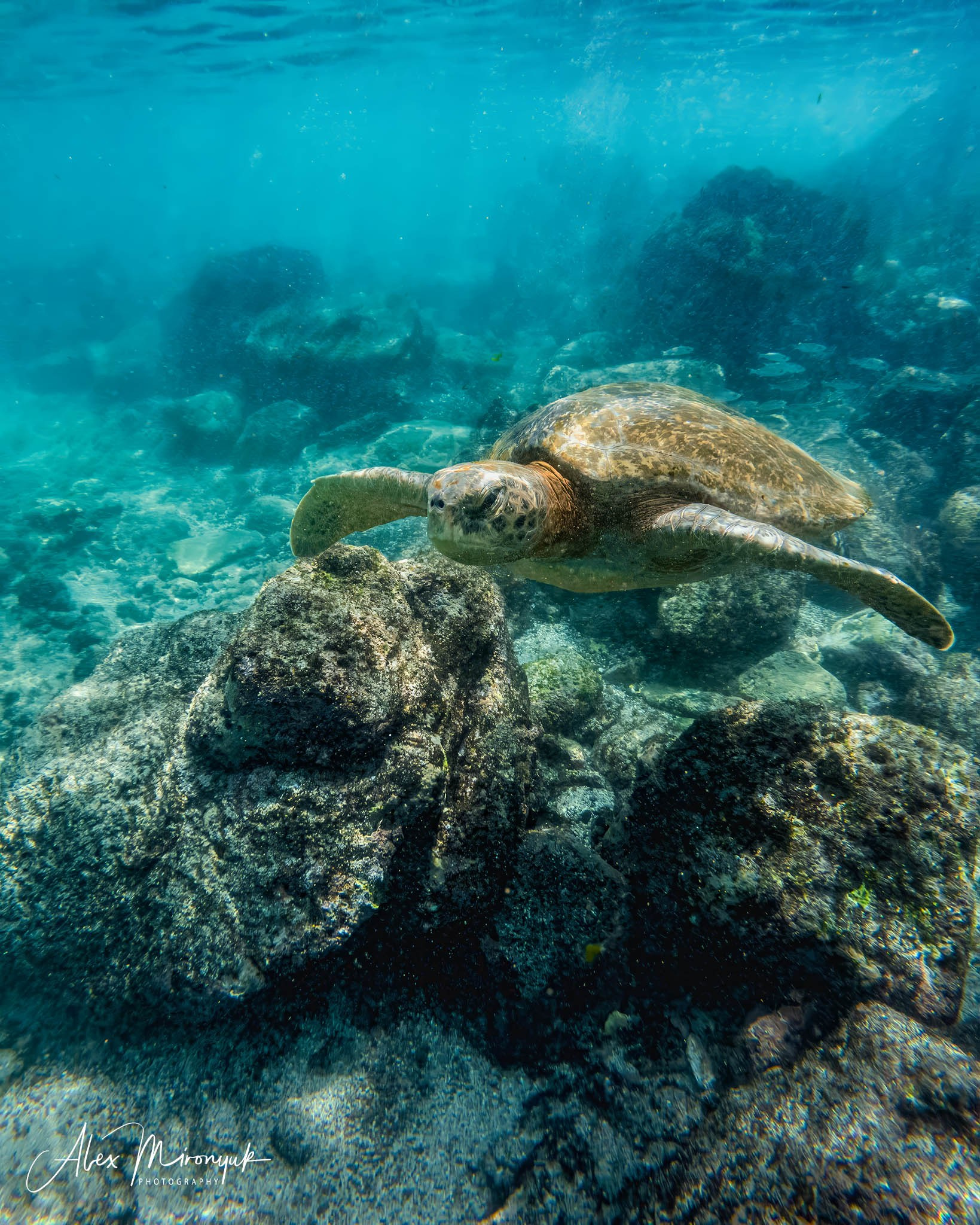 Galapagos Islands Adventure. Alex Mironyuk Photography