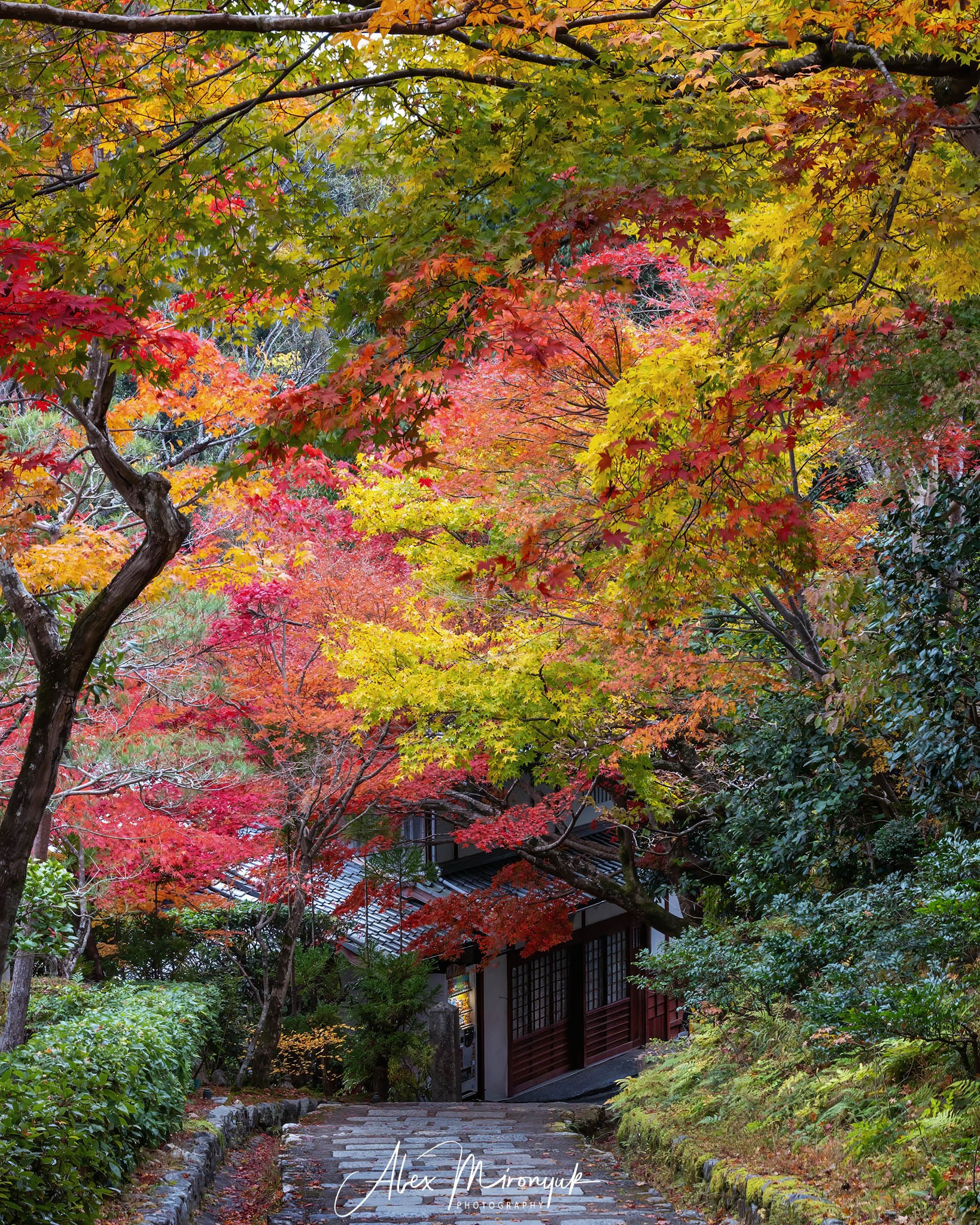 Autumn Colors of Japan. Pet, Senior, Landscape, portrait studio, photographer in Miami and Sou