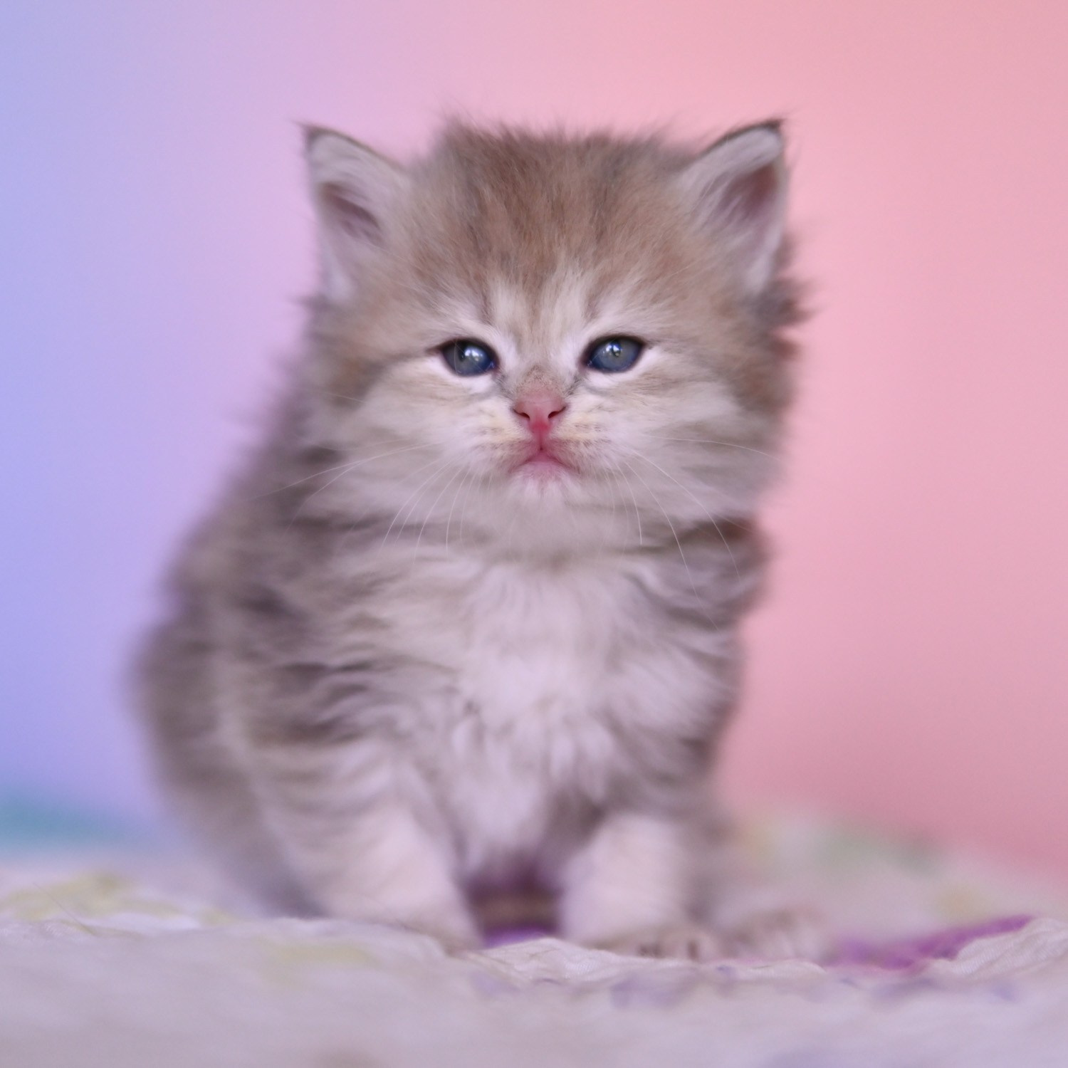 Siberian female kitten Sitting up in Astera Cattery in Dallas