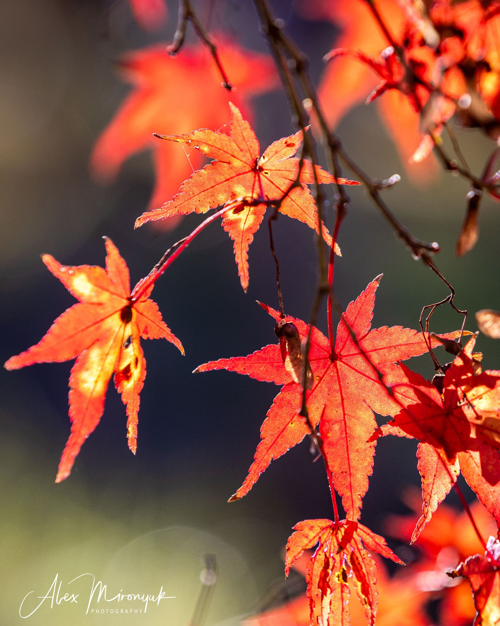 Autumn Colors of Japan. Pet, Senior, Landscape, portrait studio, photographer in Miami and Sou