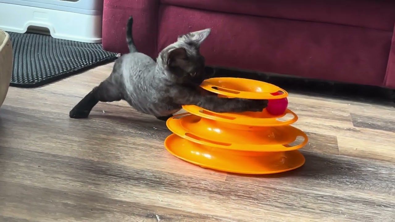 Smoke, boy,  born on  04.11.24, Sold. Devon Rex Pixie Cattery