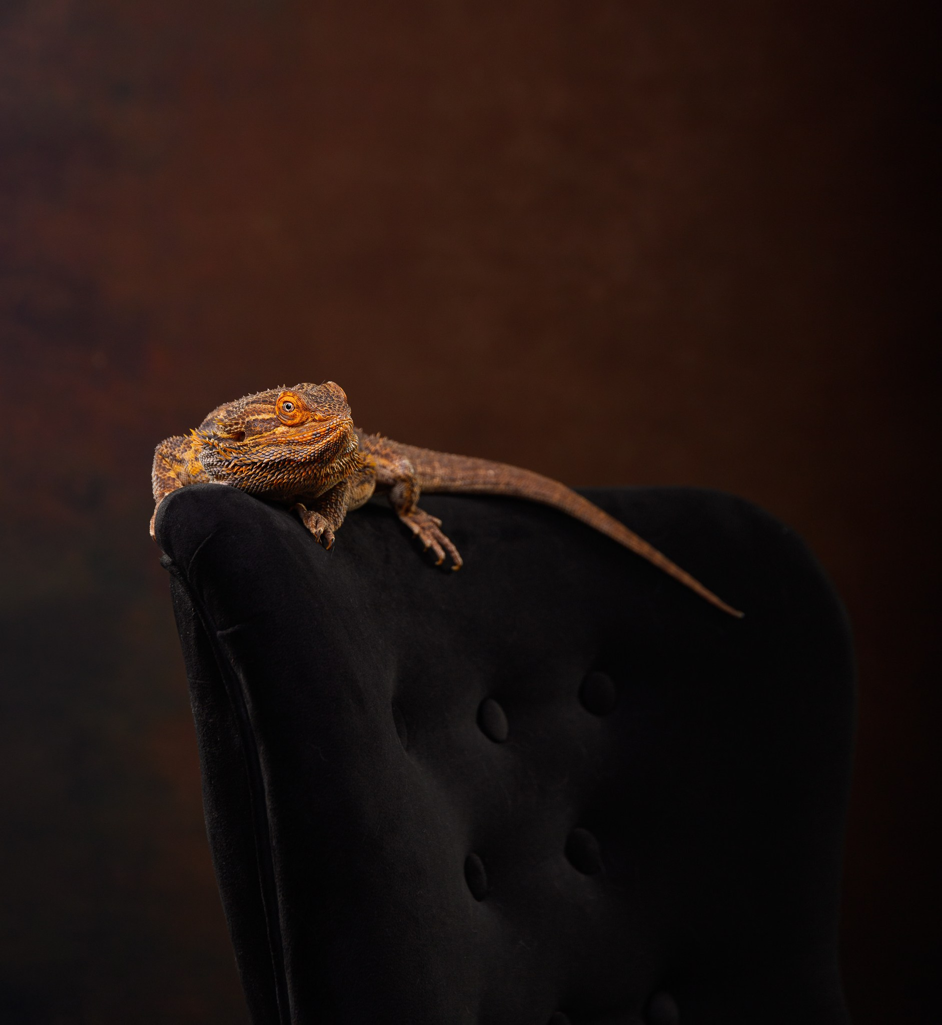 PETS. Fotograf de portret si boudoir in cluj napoca