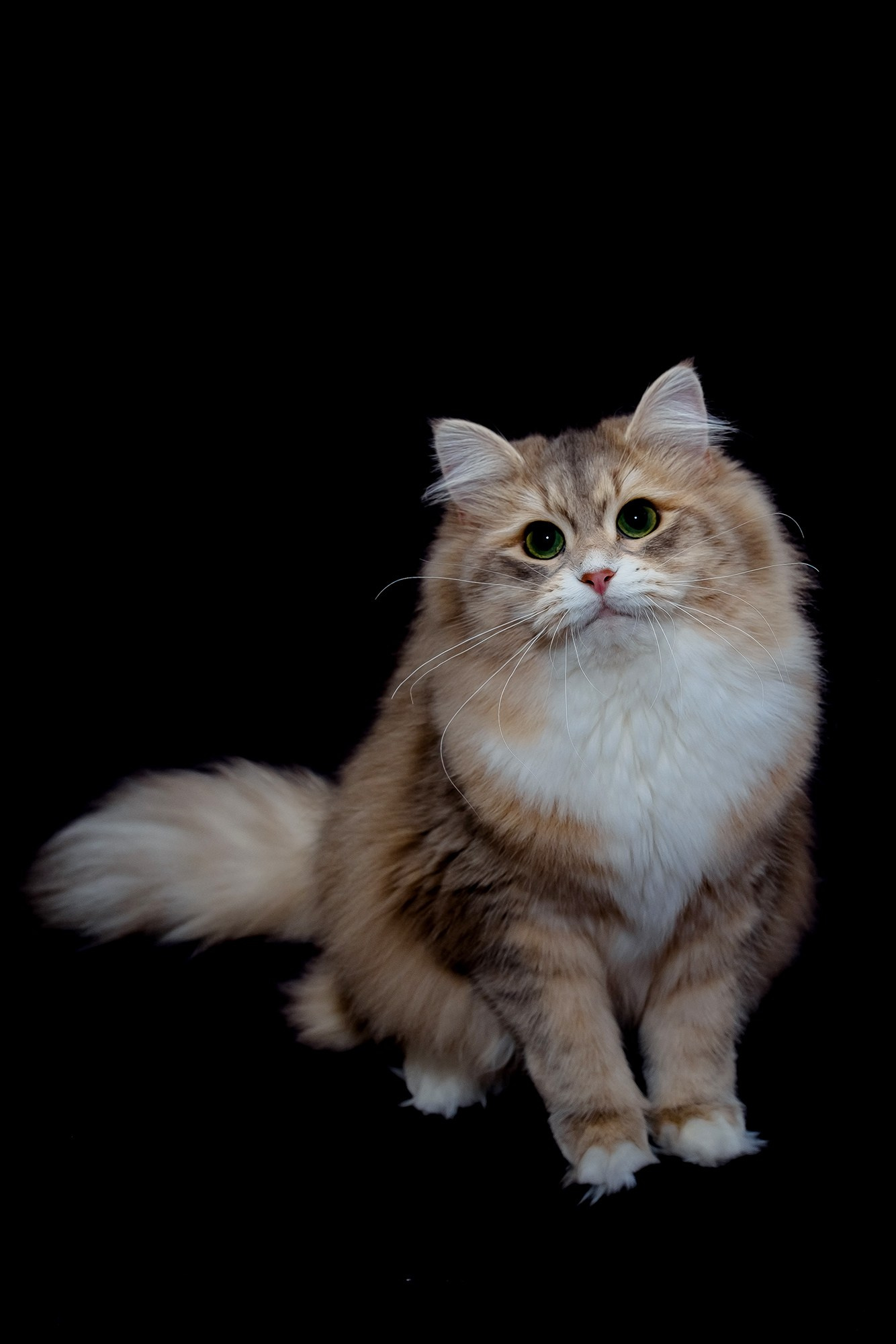 Katzen | Females. Photographer Татьяна