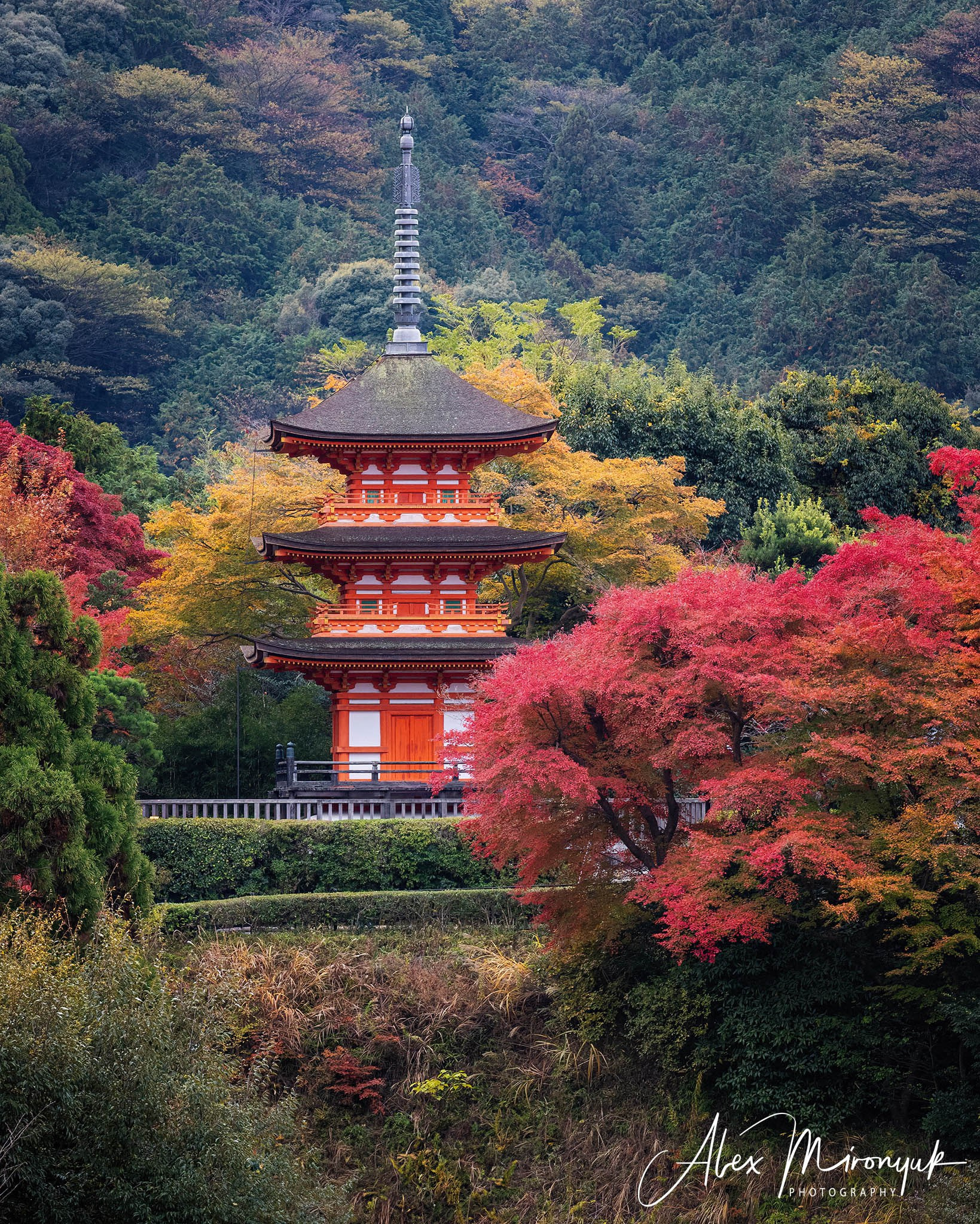 Autumn Colors of Japan. Pet, Senior, Landscape, portrait studio, photographer in Miami and Sou