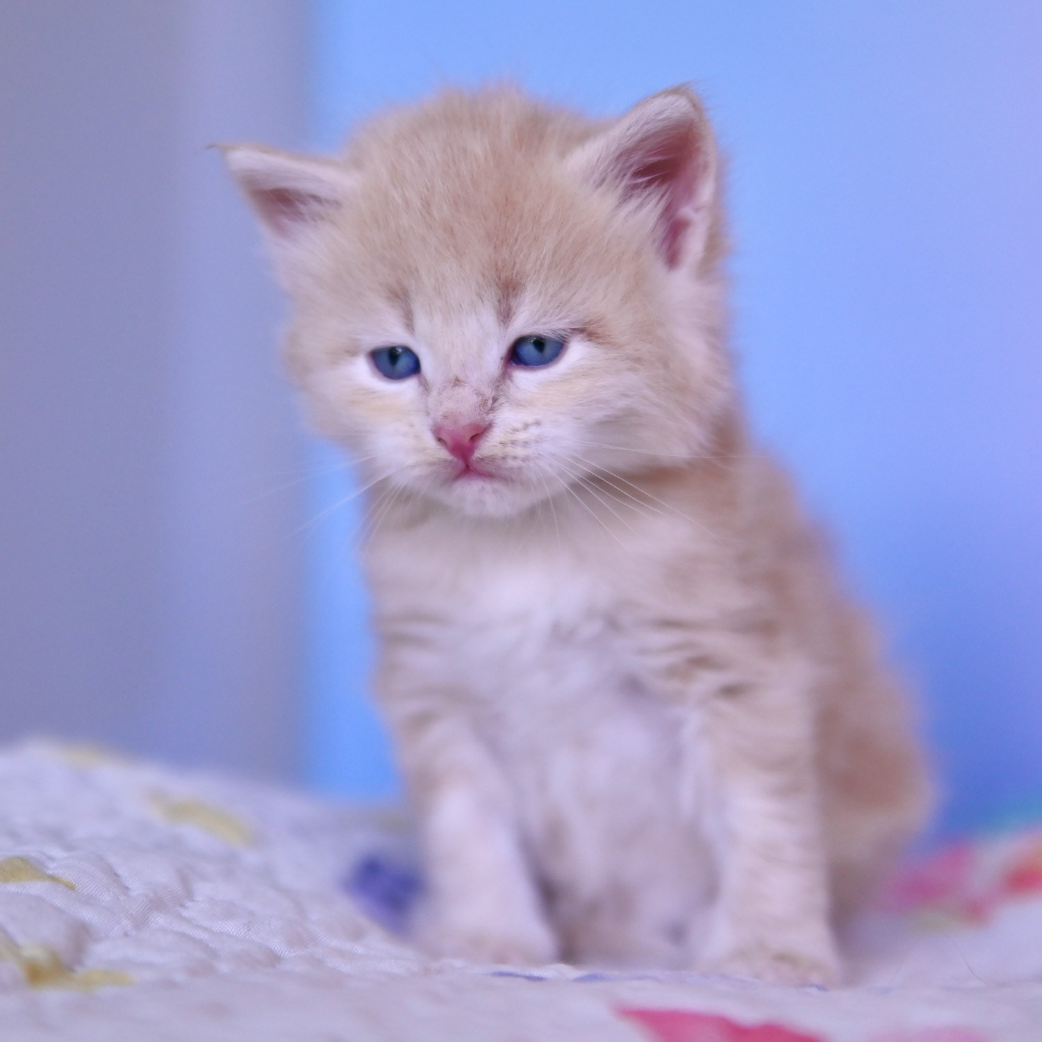 Cream kitten