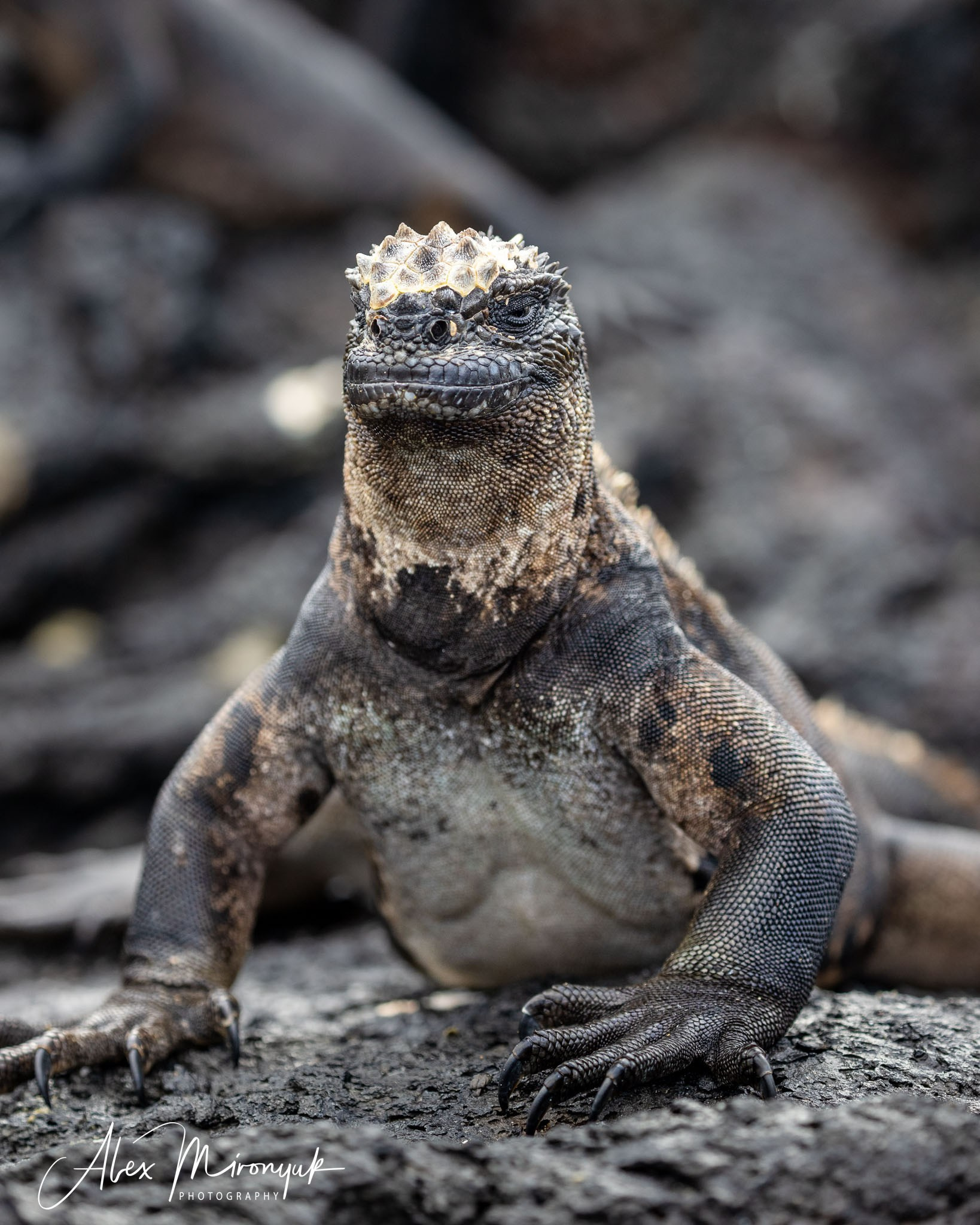Galapagos Islands Adventure. Alex Mironyuk Photography