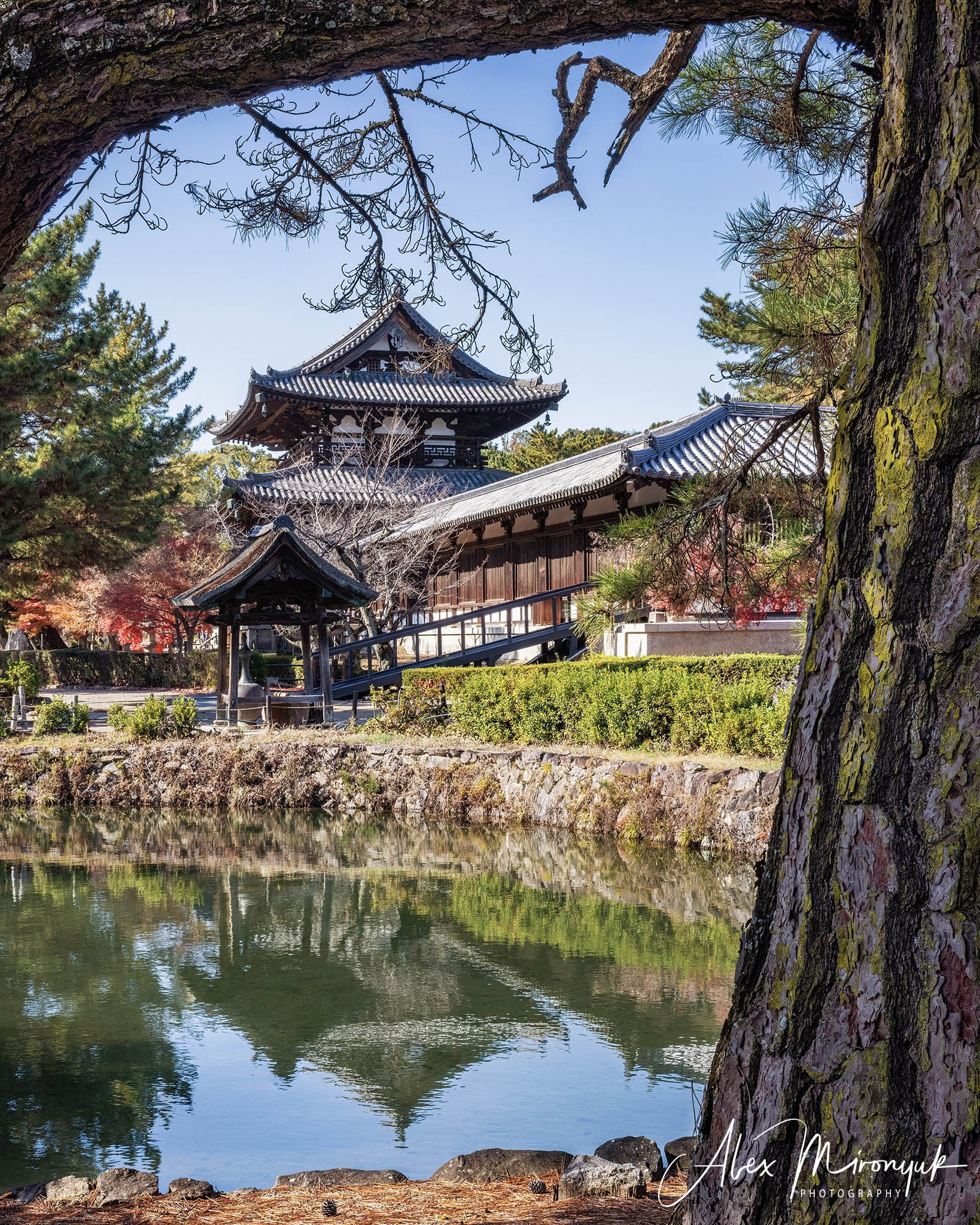 Autumn Colors of Japan. Pet, Senior, Landscape, portrait studio, photographer in Miami and Sou