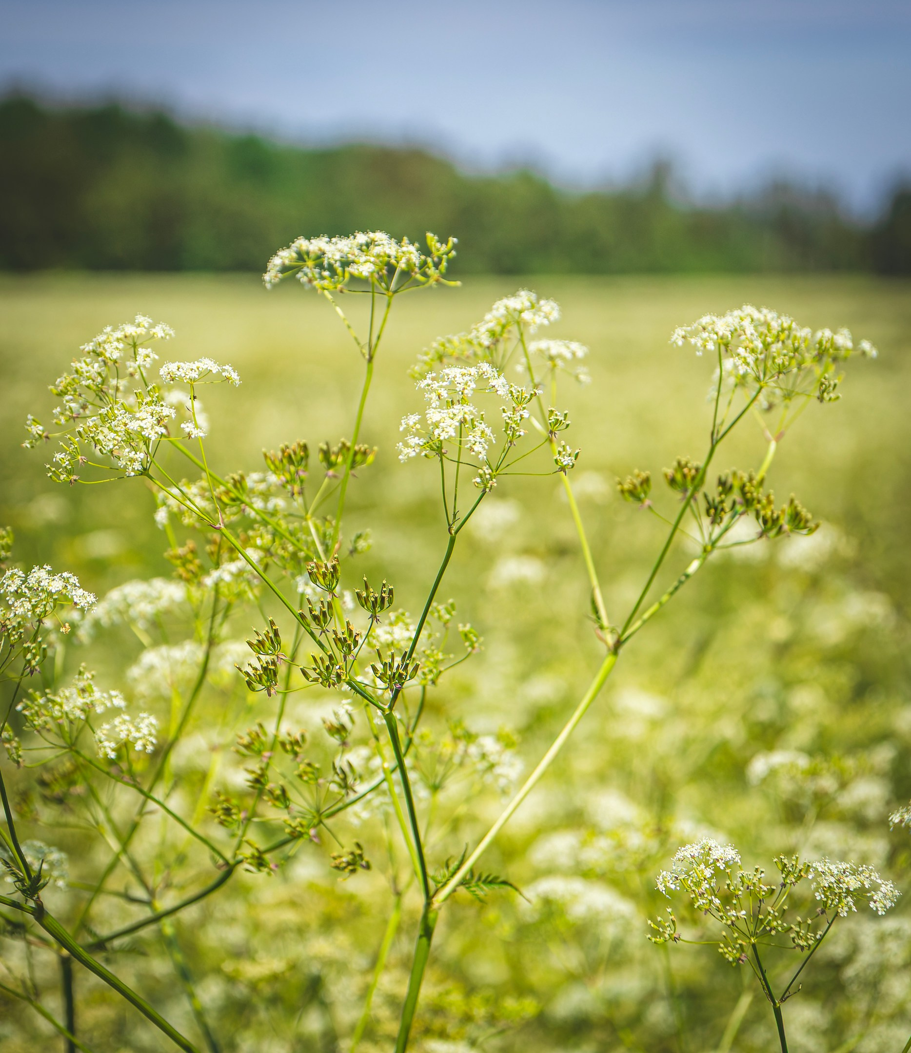 Nebula 25 — Fotod teie hingele