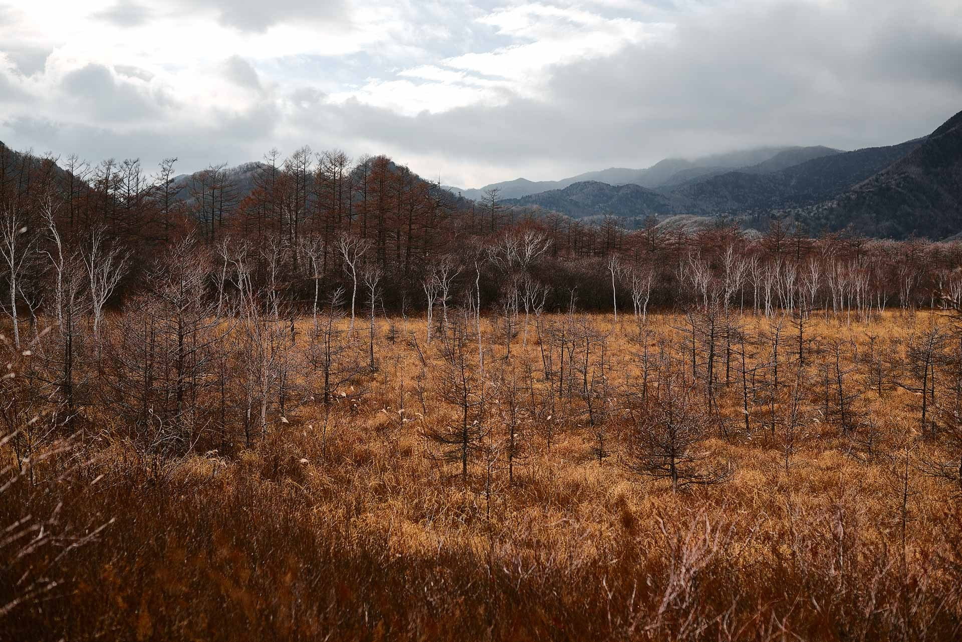 Boardwalk trail through Senjogahara Marshland surrounded by alpine grasses.