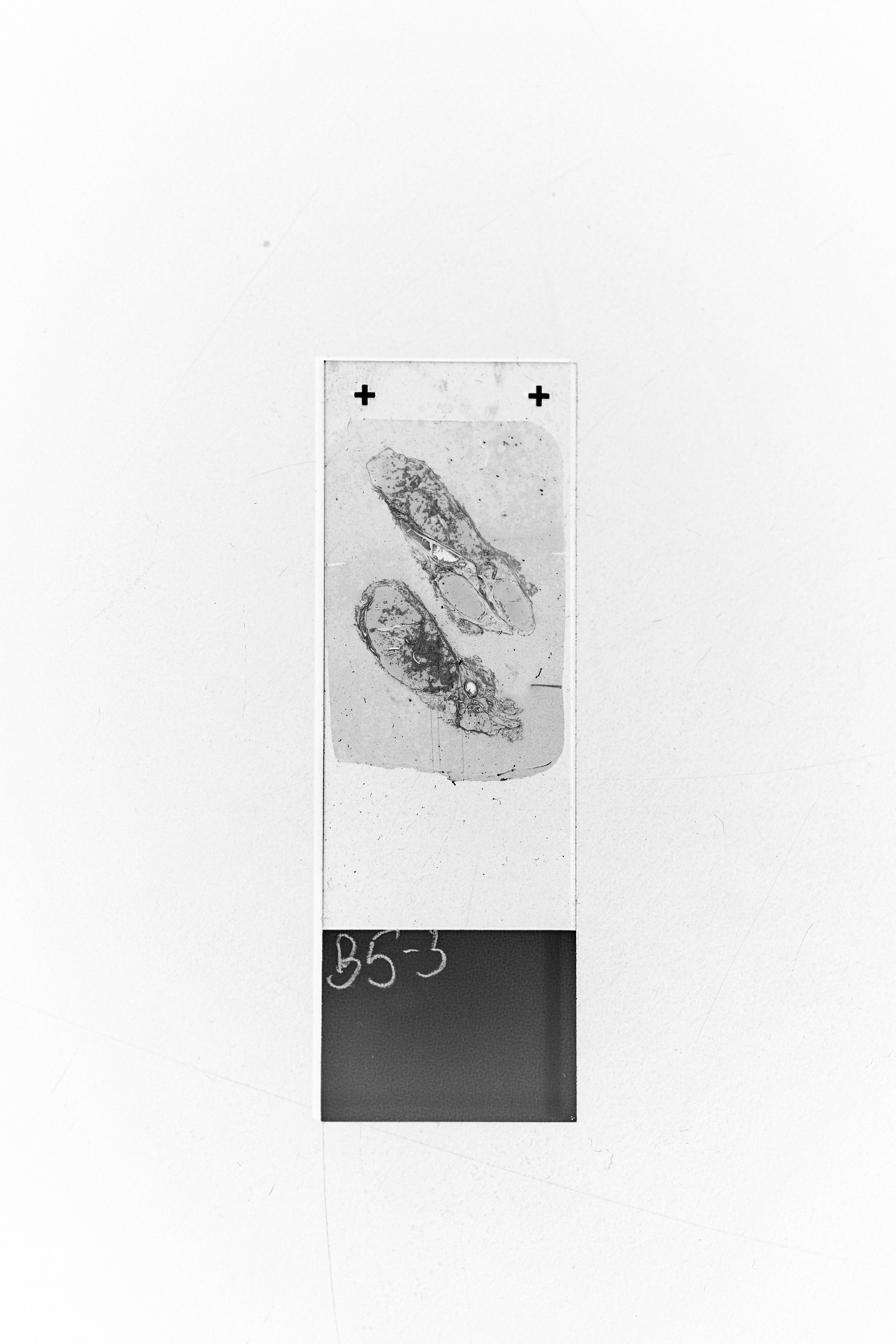 Immortality. GLISH ART — Timofey Glinin & Anastasia Shubina