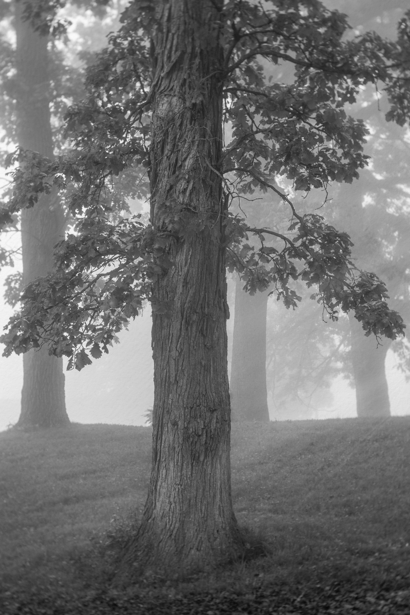 Photo by Nancy Rosene