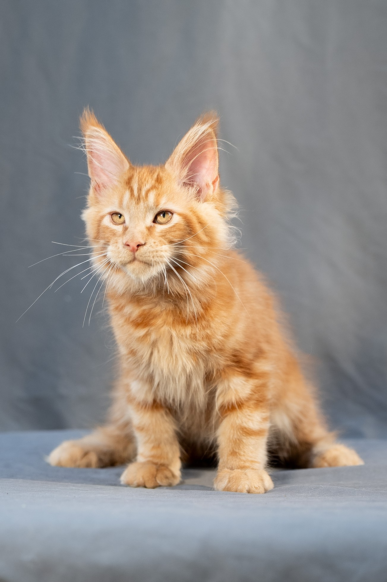 Senator Ezra. Senator Cat — Maine Coon cattery
