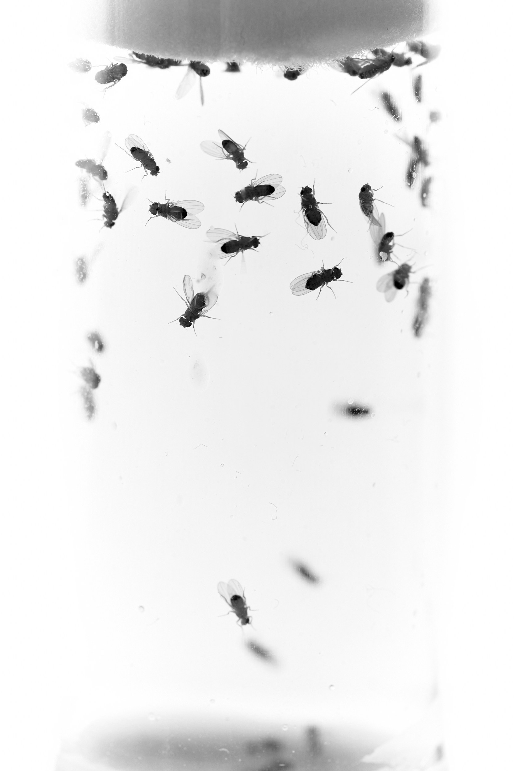 Immortality. GLISH ART — Timofey Glinin & Anastasia Shubina