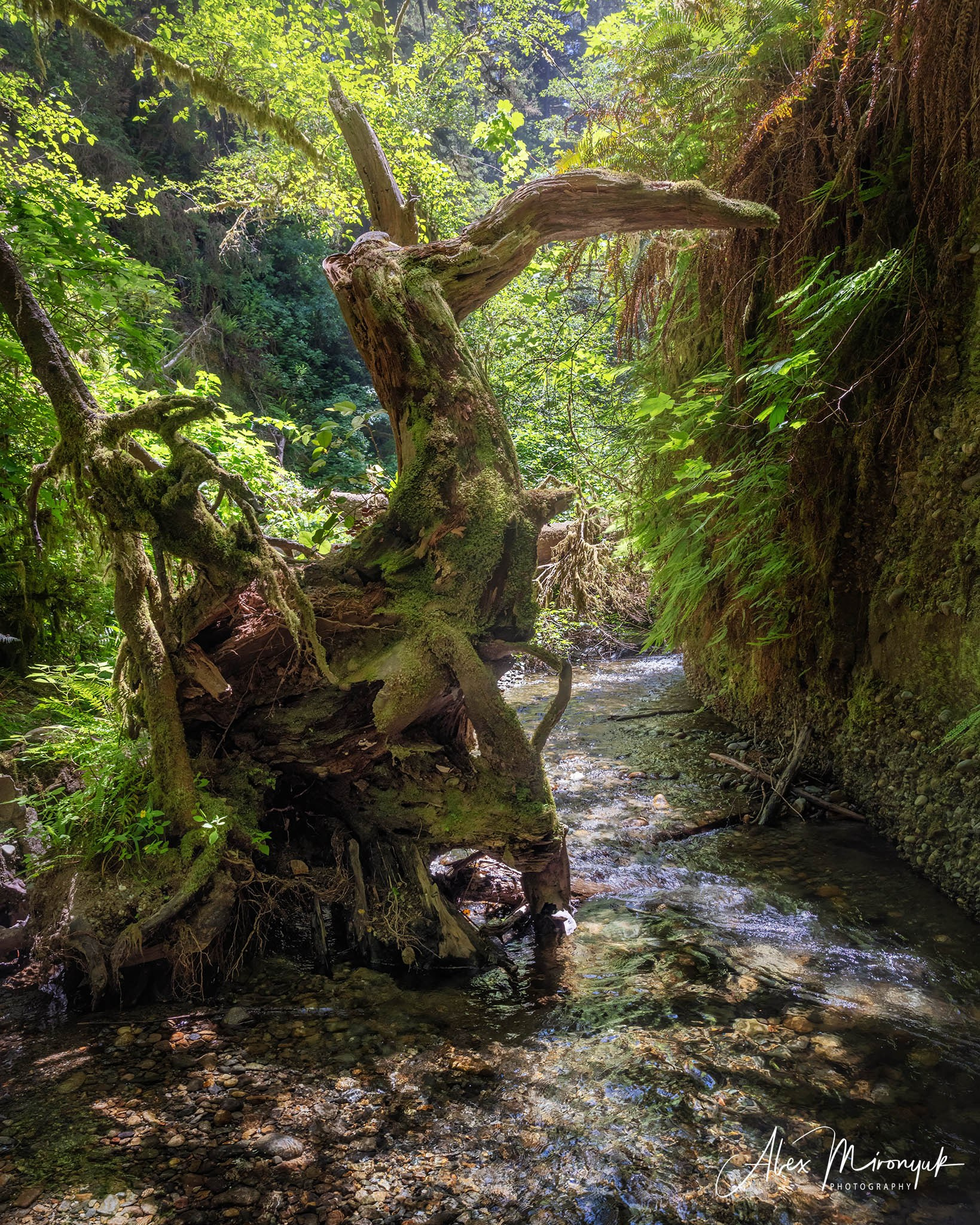 From Crater Lake to the Coast — A Photographer’s Journey. Pet, Senior, Landscape, portrait studio, photographer in Miami and Sou