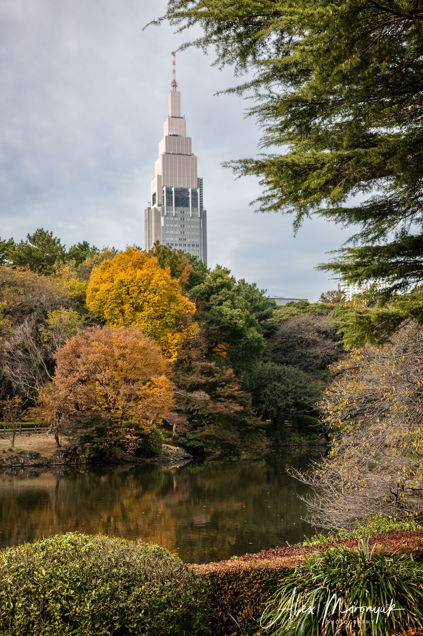 Autumn Colors of Japan. Pet, Senior, Landscape, portrait studio, photographer in Miami and Sou