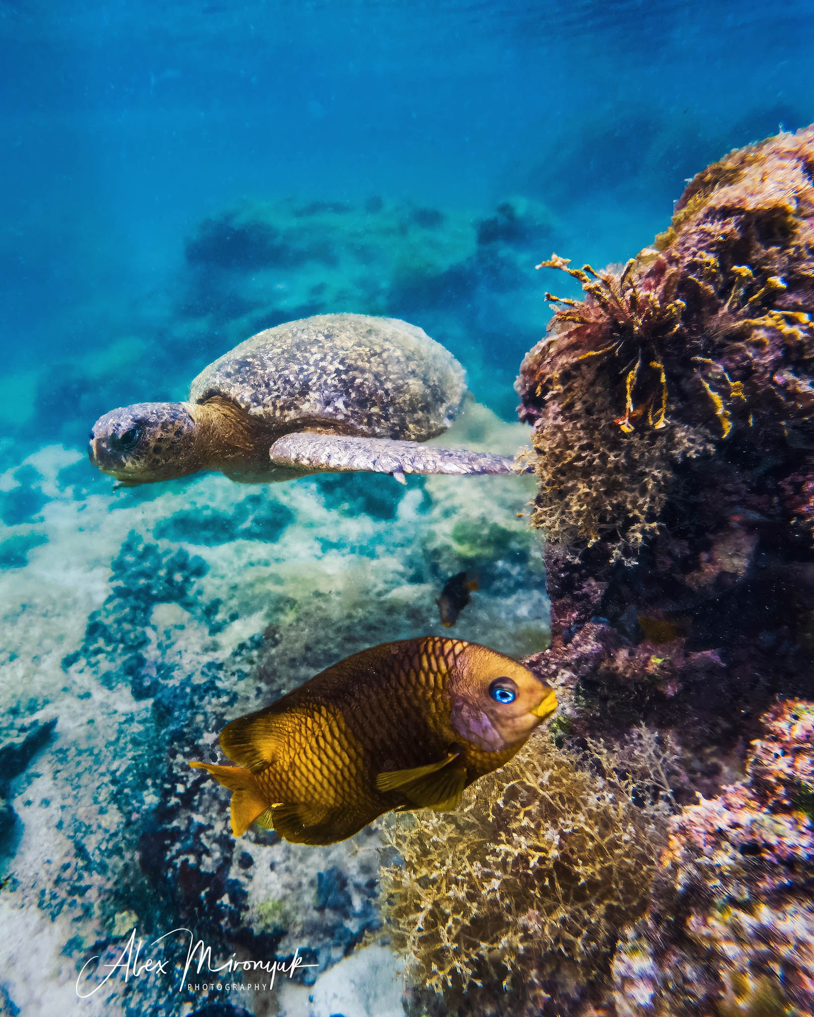 Galapagos Islands Adventure. Alex Mironyuk Photography