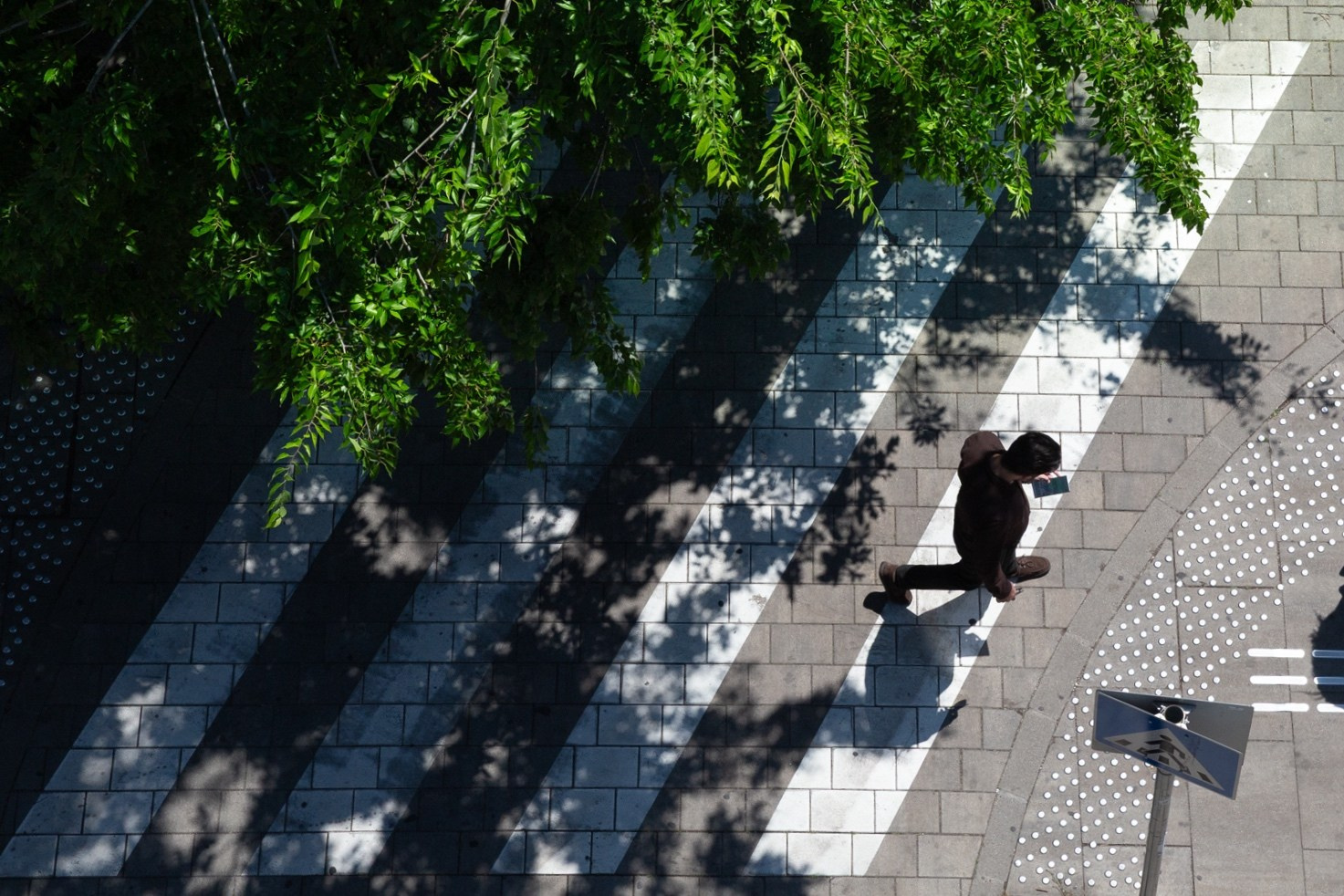 Trees and lines| Budapest 2026 | CANON 6D