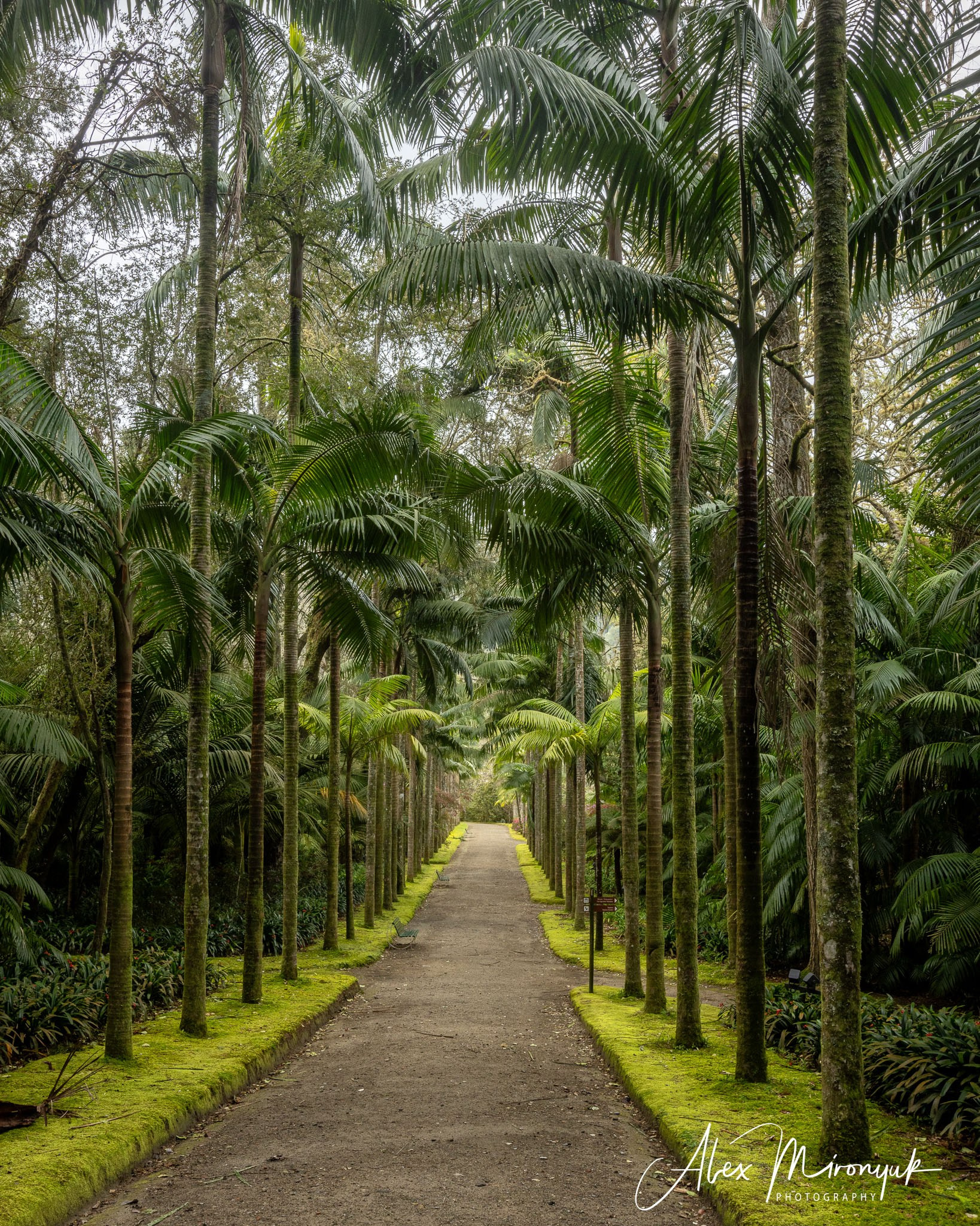 Azores And Madeira. Alex Mironyuk Photography