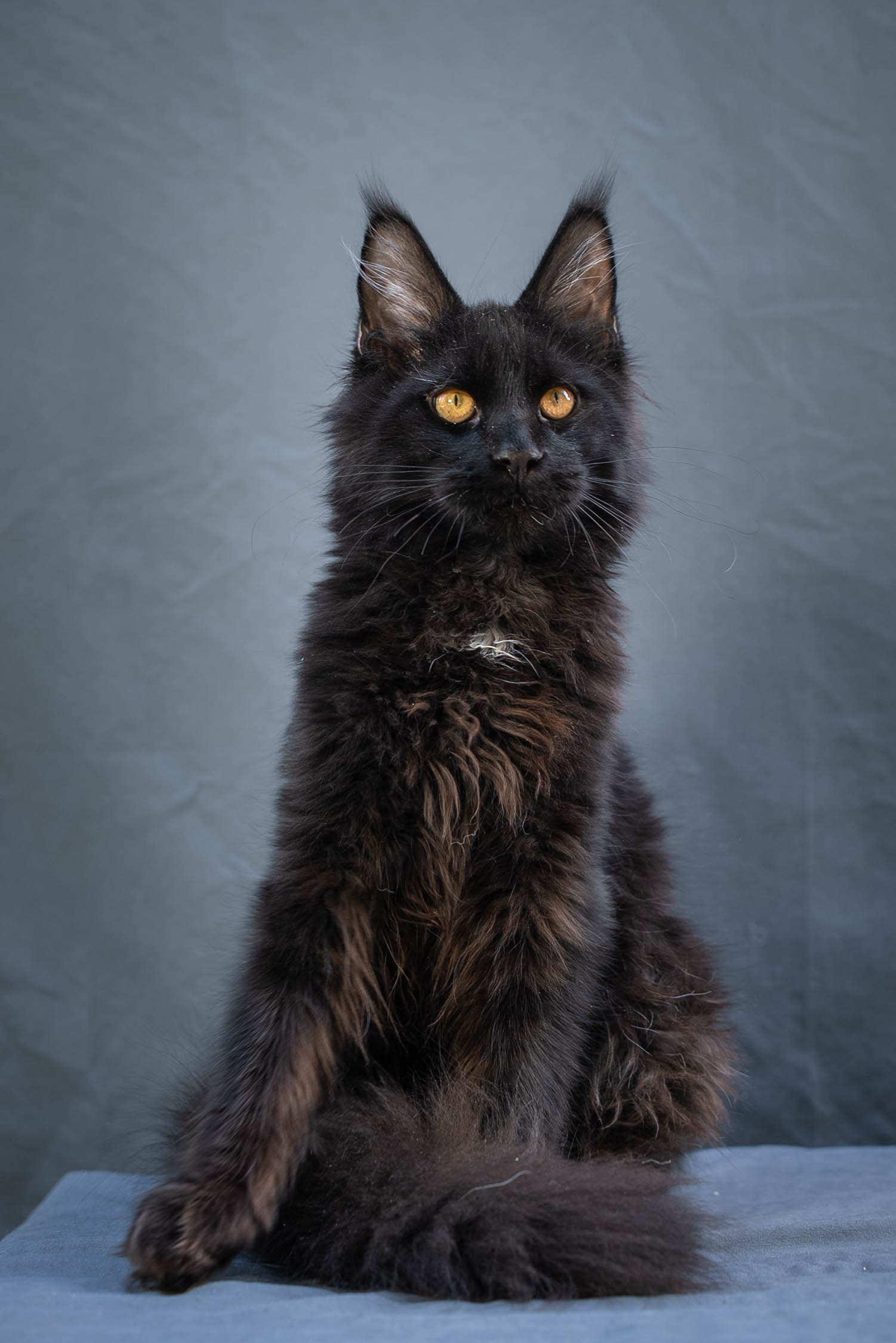 Senator Trevor. Senator Cat — Maine Coon cattery