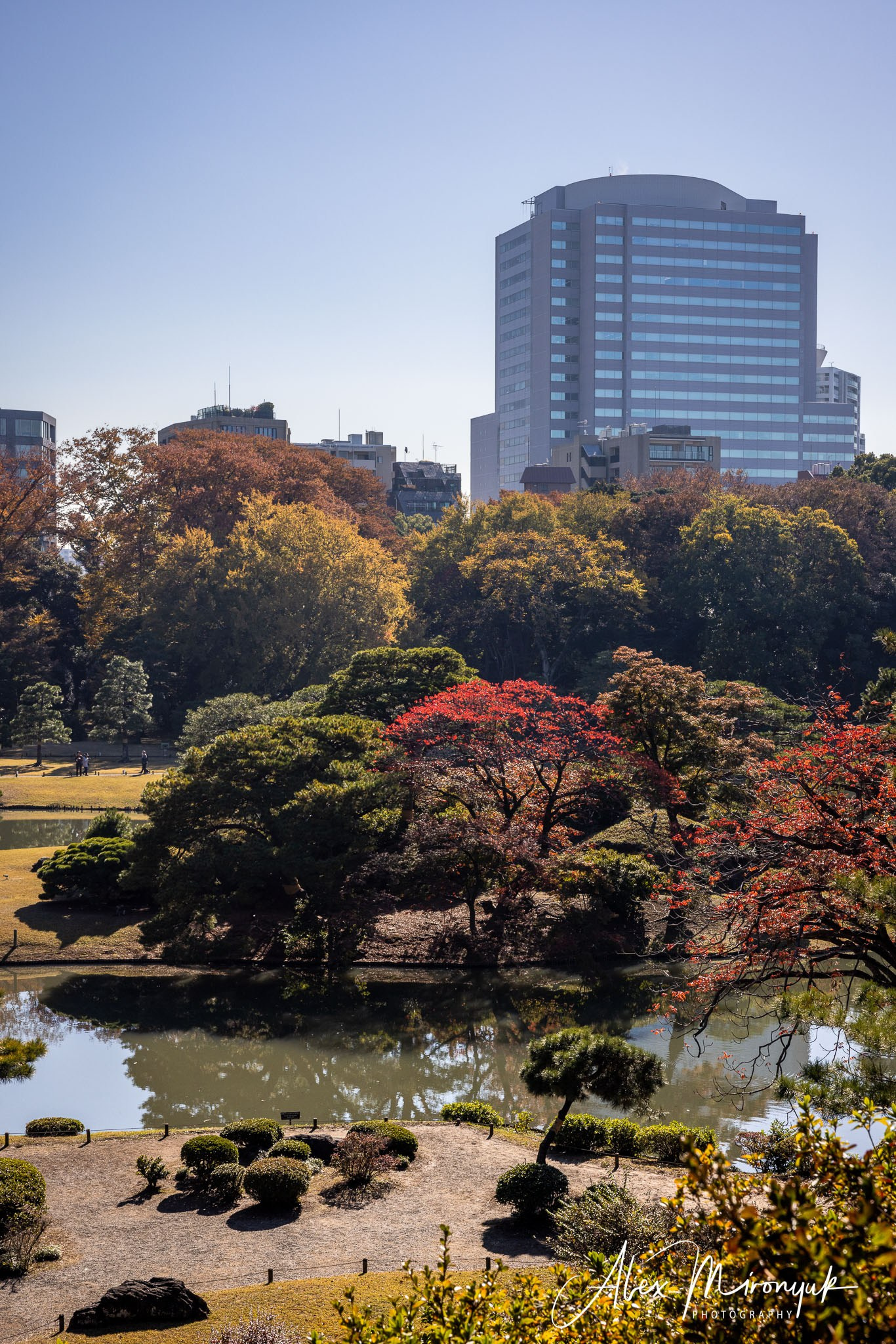 Autumn Colors of Japan. Pet, Senior, Landscape, portrait studio, photographer in Miami and Sou