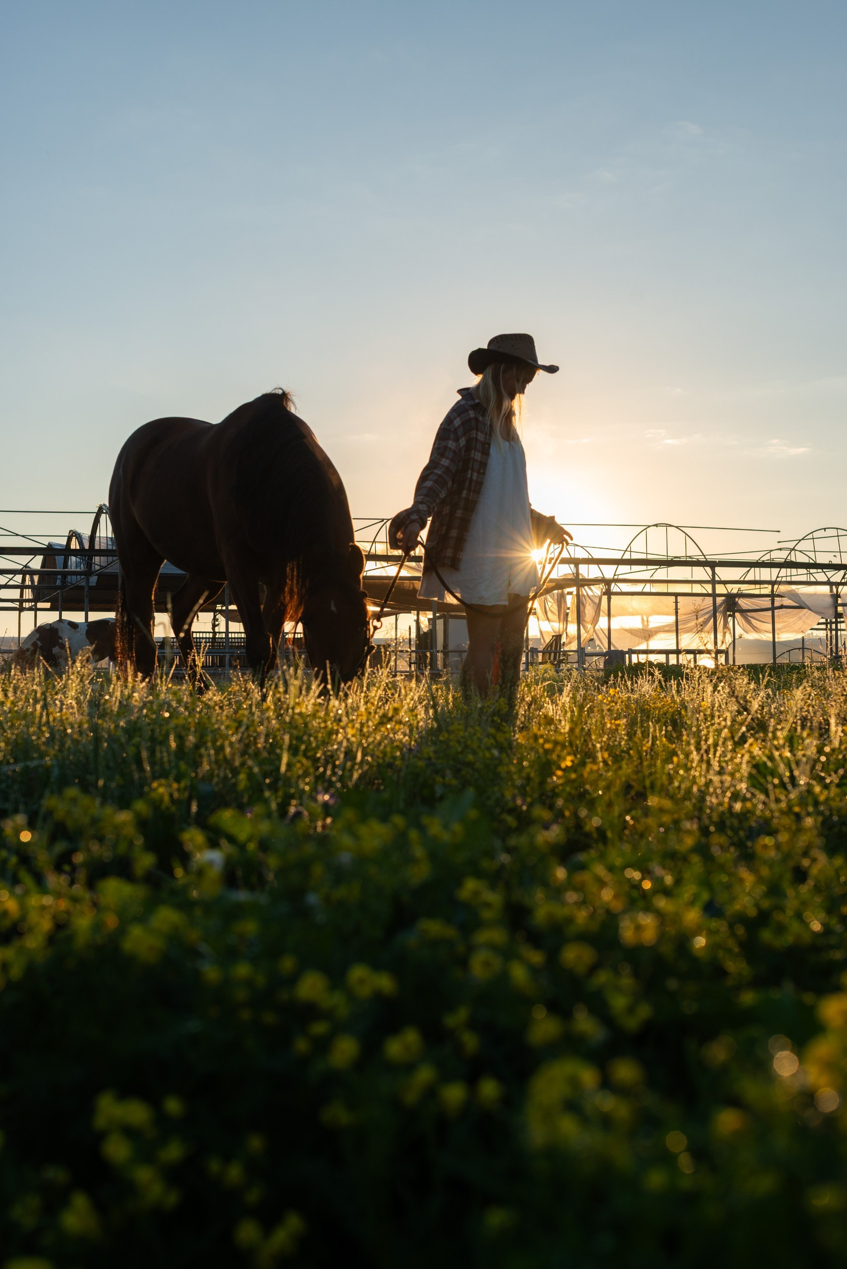 Golden hour at Rio’s ranch. Dina Solomina | Photographer in Israel