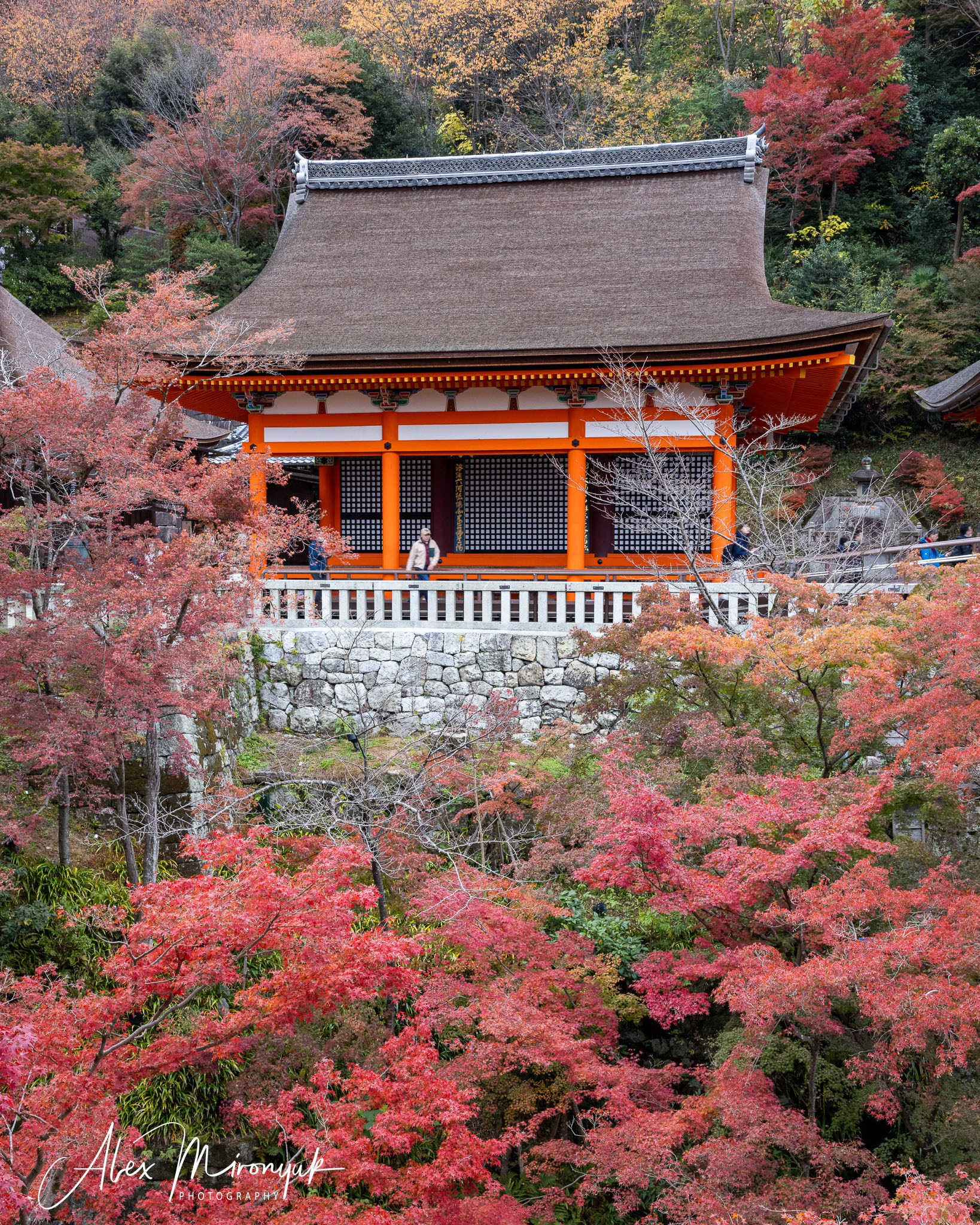 Autumn Colors of Japan. Pet, Senior, Landscape, portrait studio, photographer in Miami and Sou