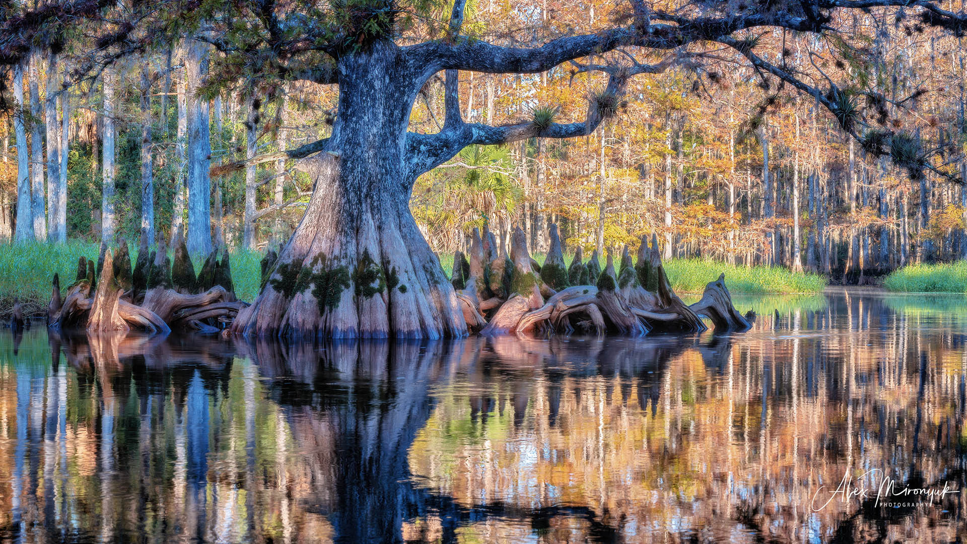 Alligators, Birds And Cypress. Alex Mironyuk Photography