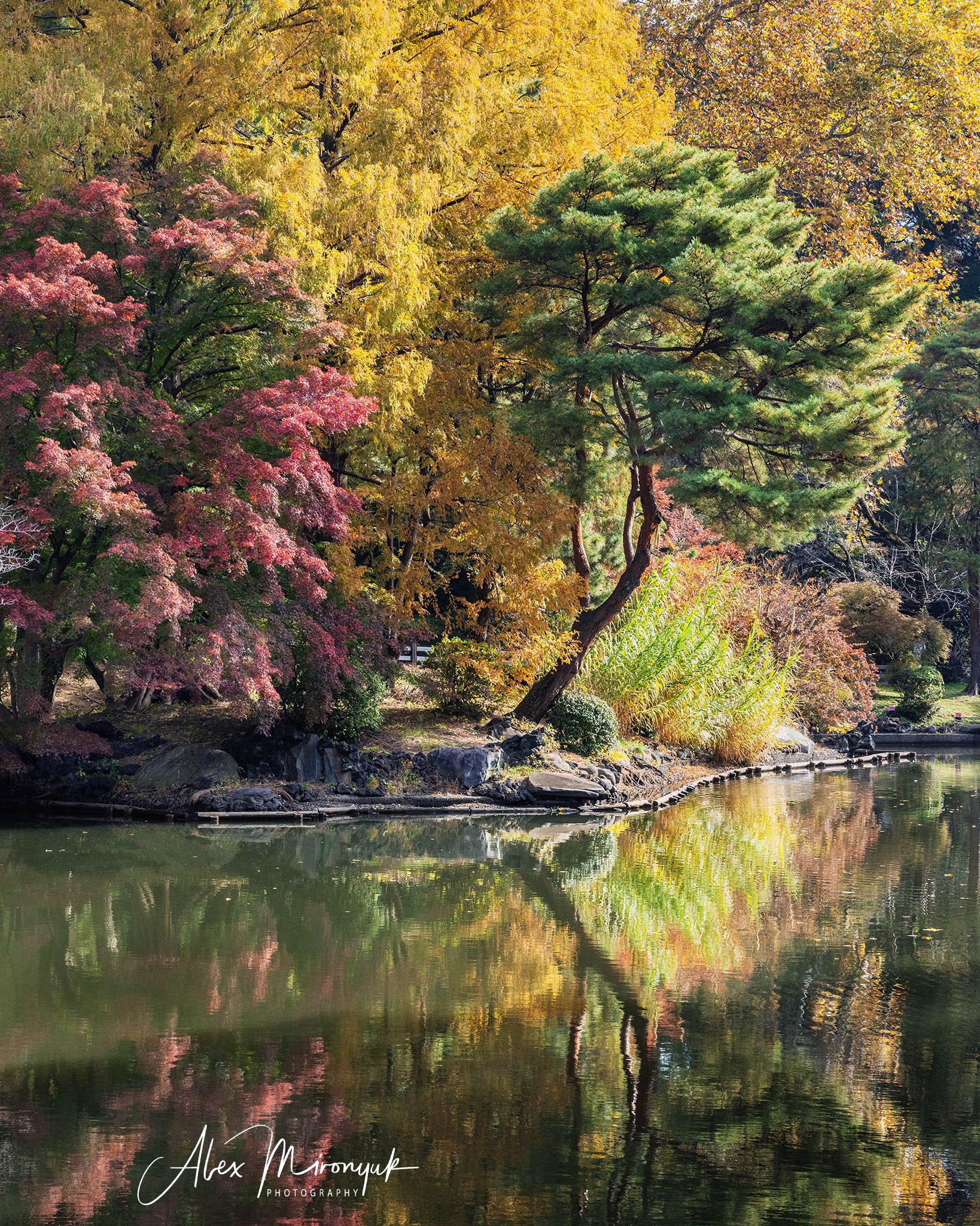 Autumn Colors of Japan. Pet, Senior, Landscape, portrait studio, photographer in Miami and Sou