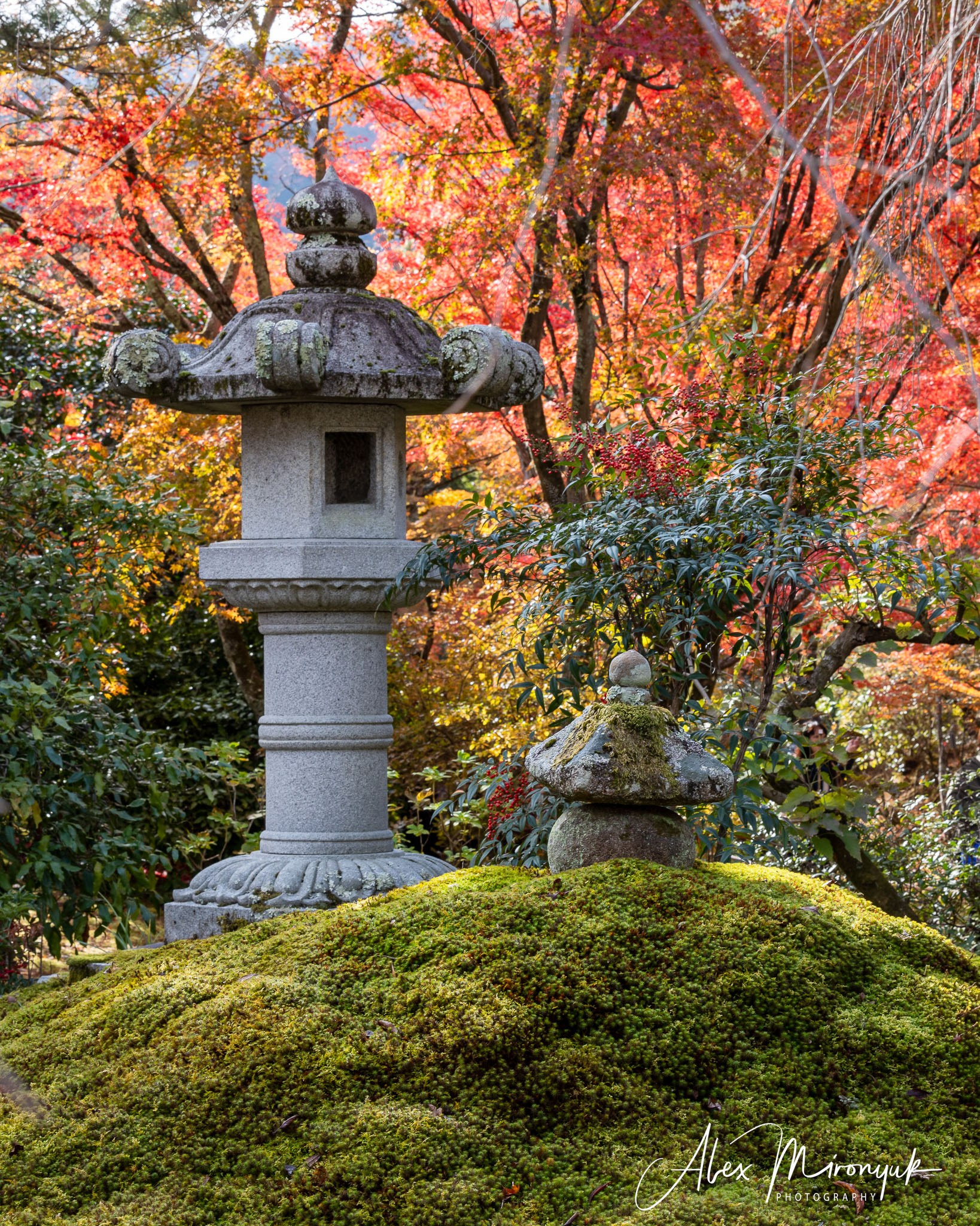 Autumn Colors of Japan. Pet, Senior, Landscape, portrait studio, photographer in Miami and Sou