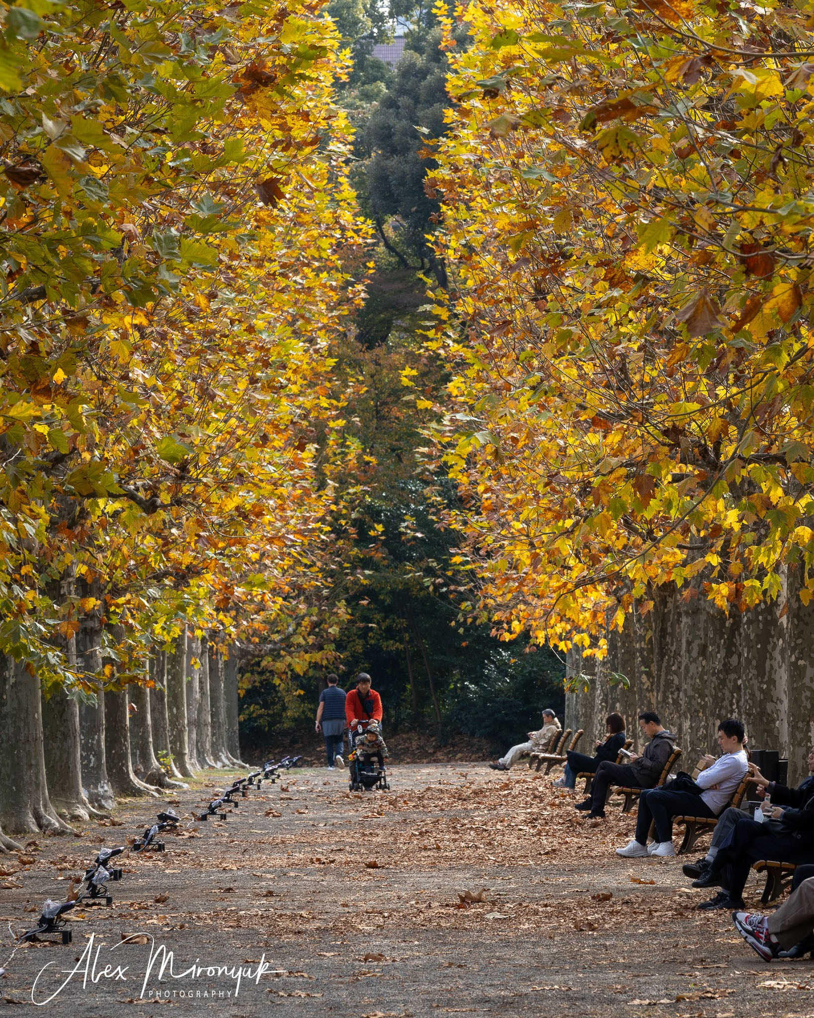 Autumn Colors of Japan. Pet, Senior, Landscape, portrait studio, photographer in Miami and Sou