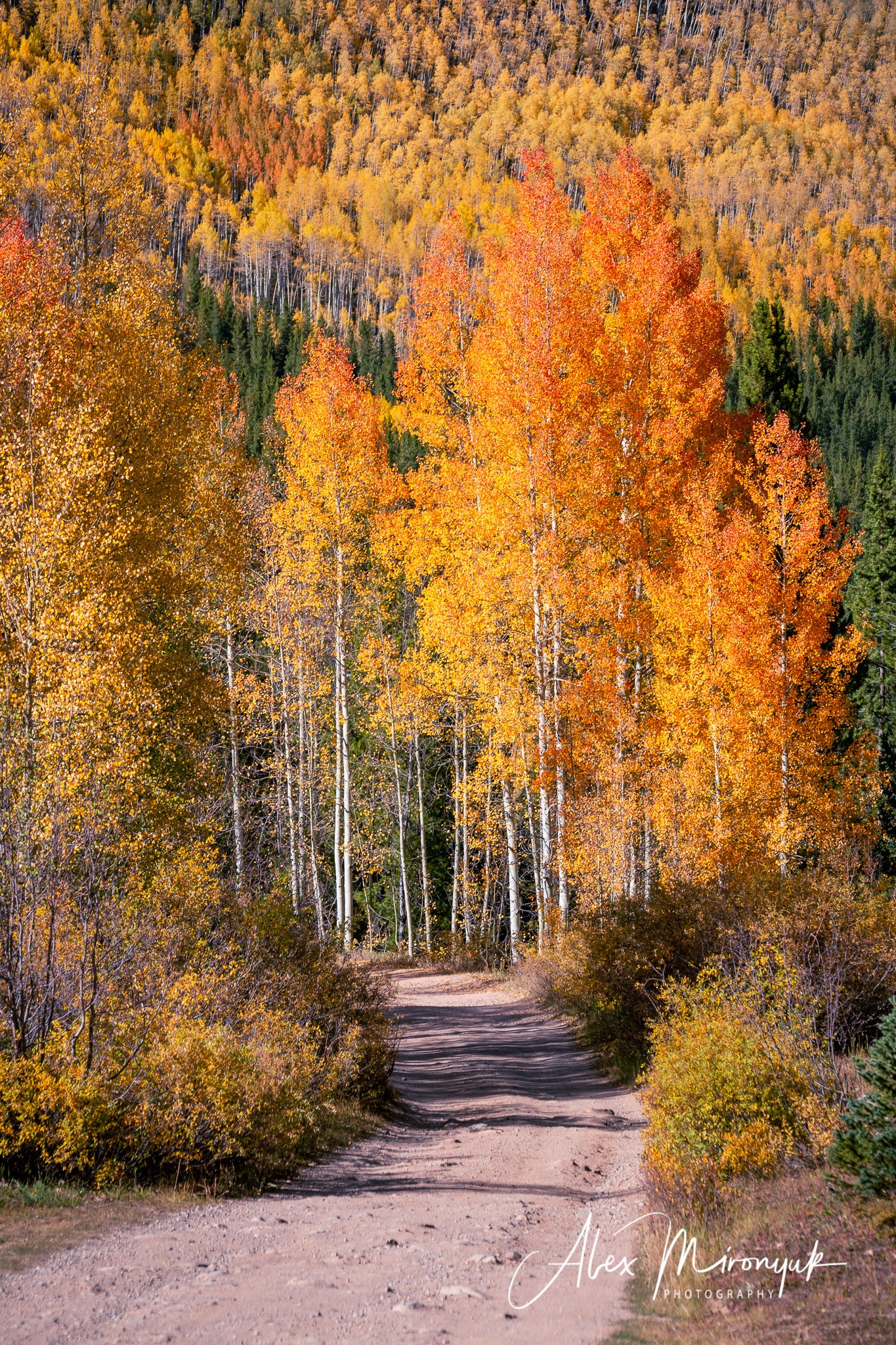 Fall Colors Of Colorado. Pet, Senior, Landscape, portrait studio, photographer in Miami and Sou