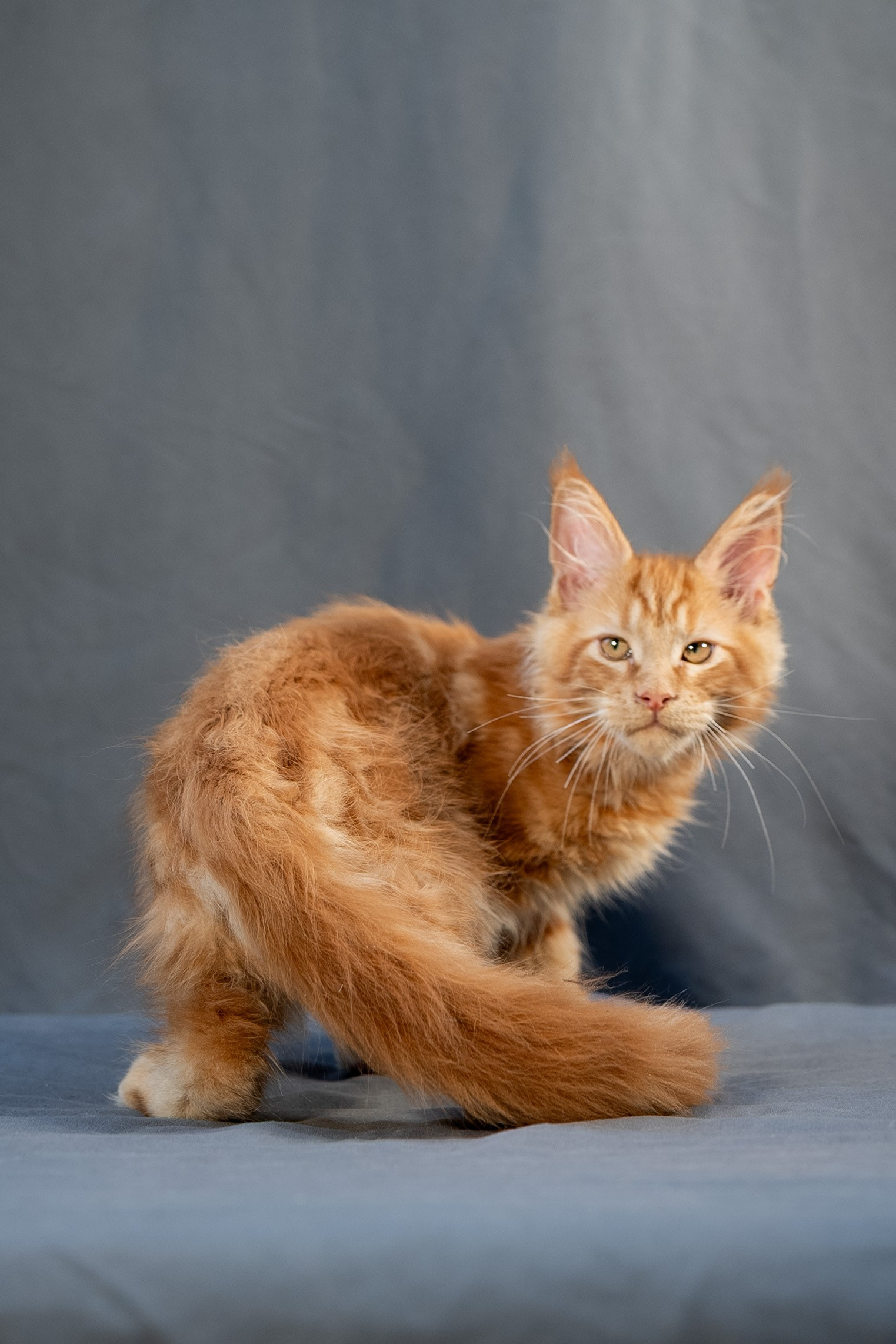 Senator Ezra. Senator Cat — Maine Coon cattery