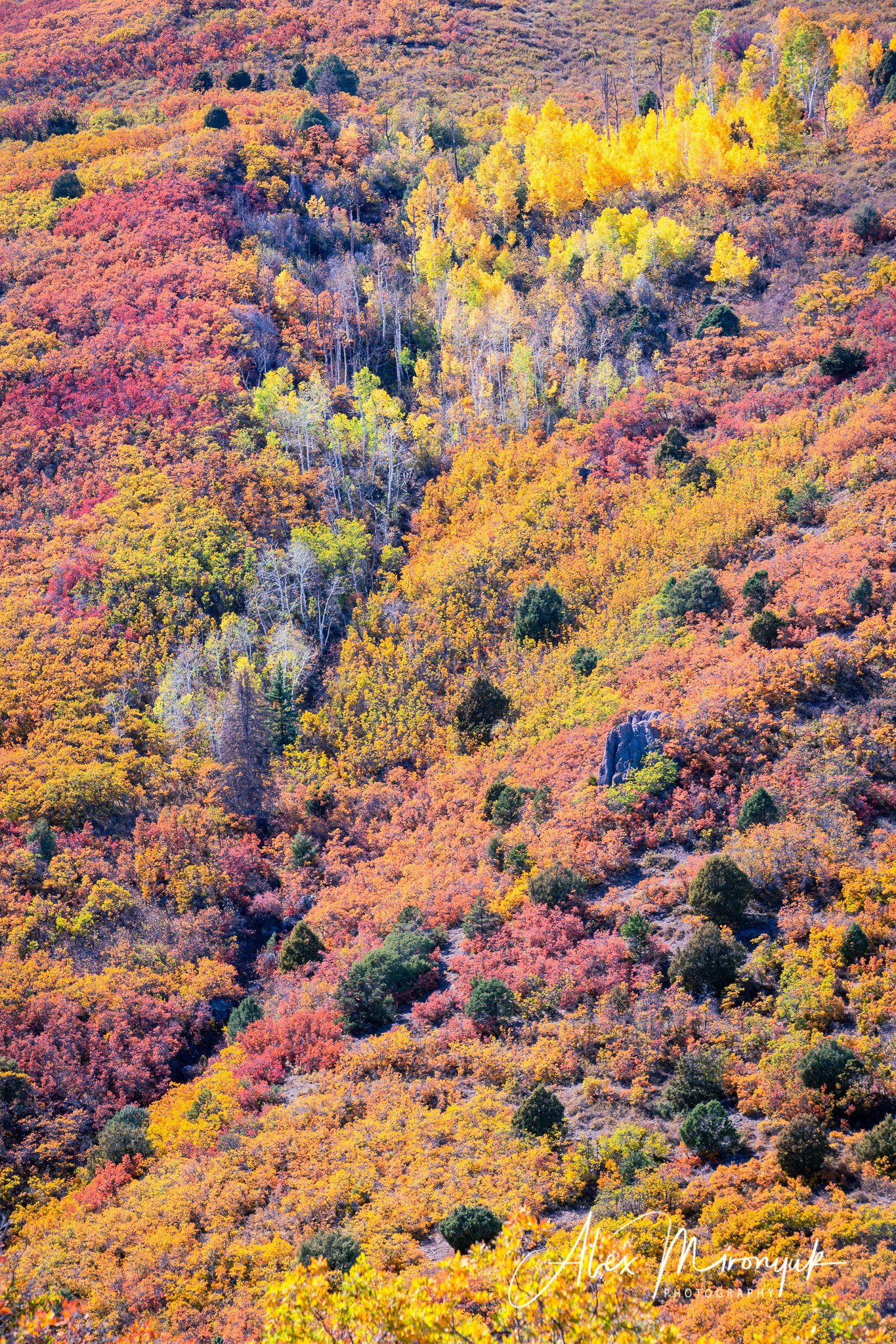 Fall Colors Of Colorado. Pet, Senior, Landscape, portrait studio, photographer in Miami and Sou