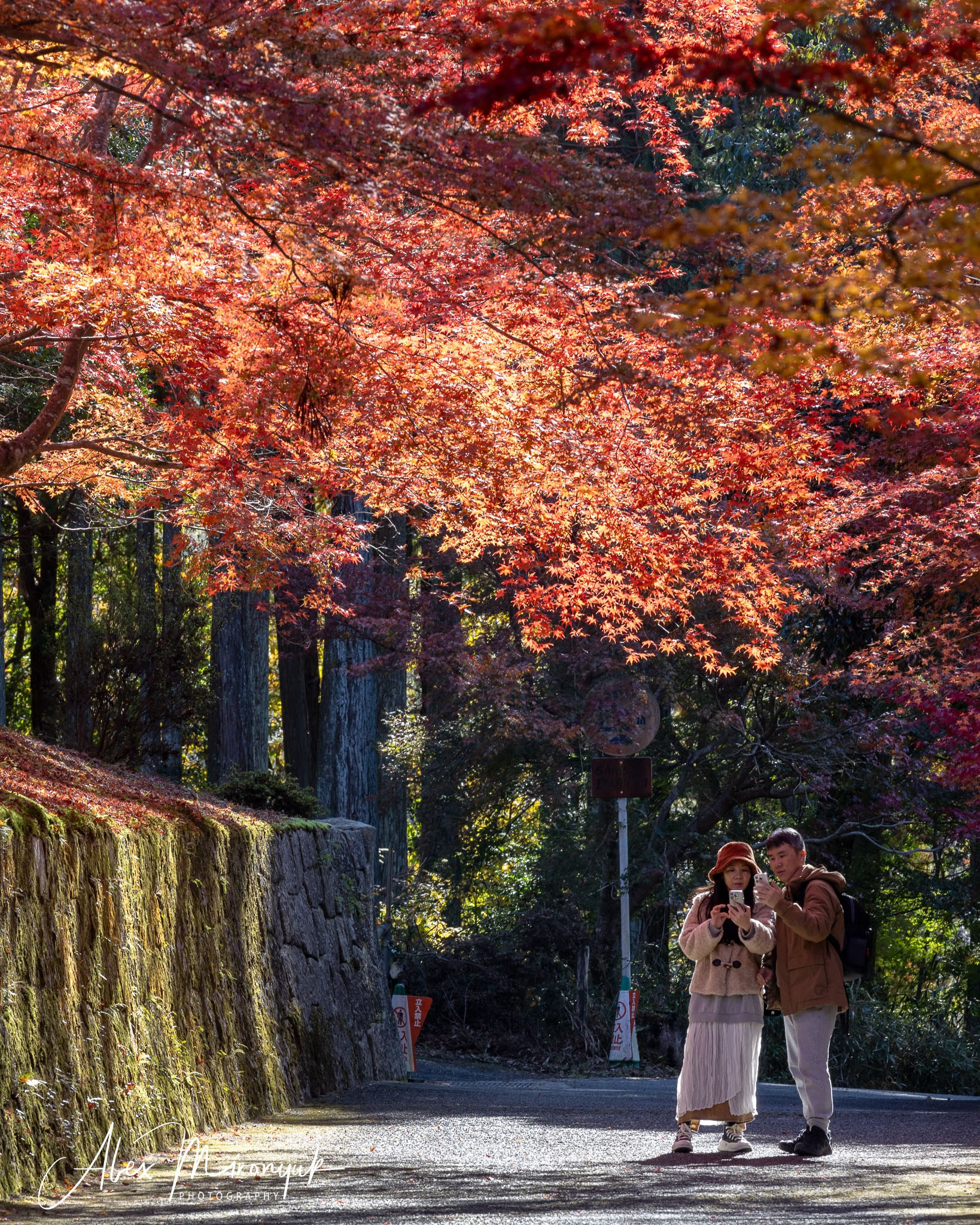 Autumn Colors of Japan. Pet, Senior, Landscape, portrait studio, photographer in Miami and Sou