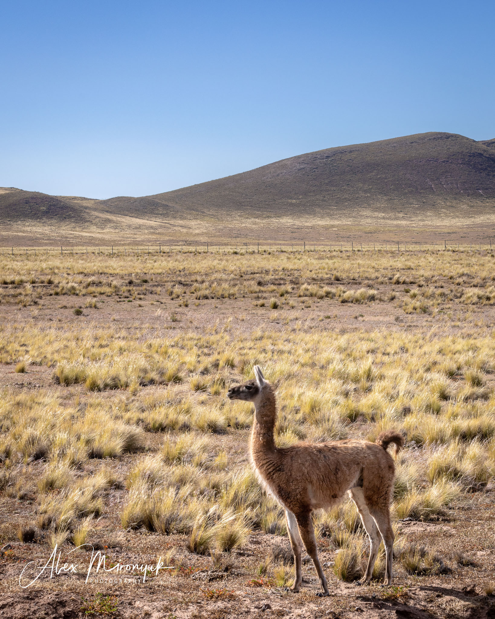 Unknown Northern Argentina. Pet, Senior, Landscape, portrait studio, photographer in Miami and Sou
