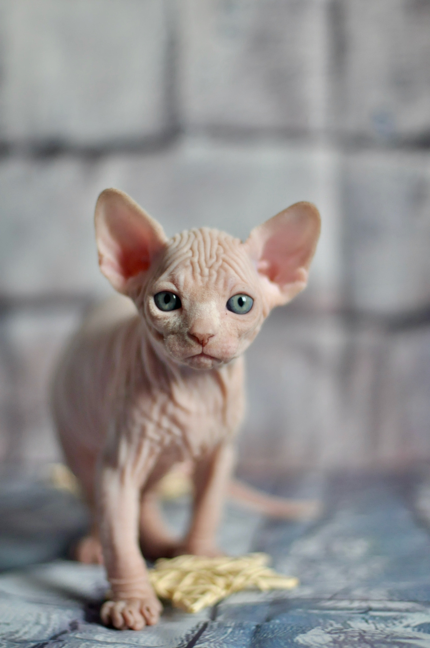 sphynx London, Birmingham, sphynx cat for sale London, sphynx cat for sale Birmingham