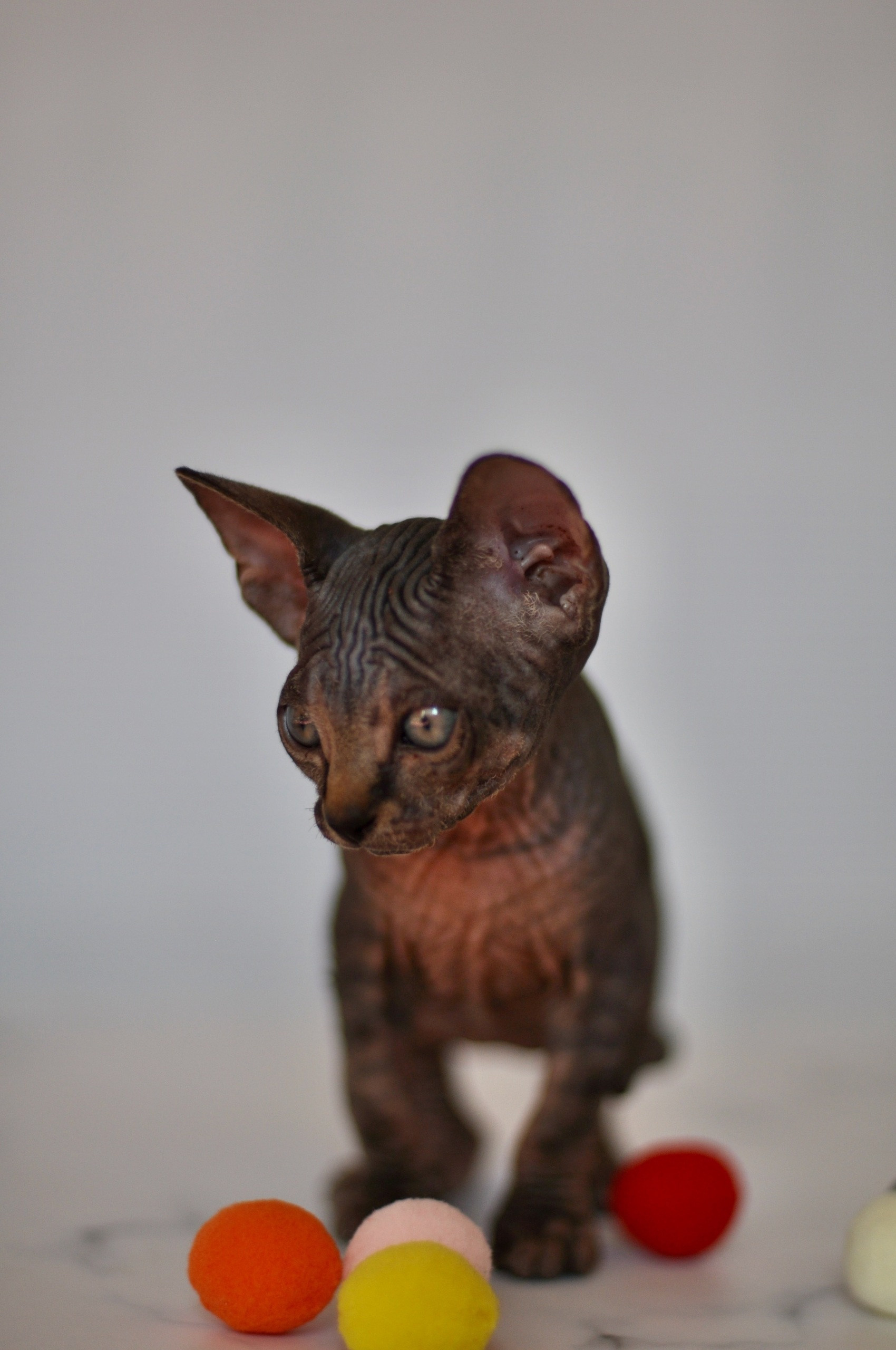 Graduates and Residents of our Cattery. A cattery of Canadian Sphynx breed, located in Limassol, Cyprus