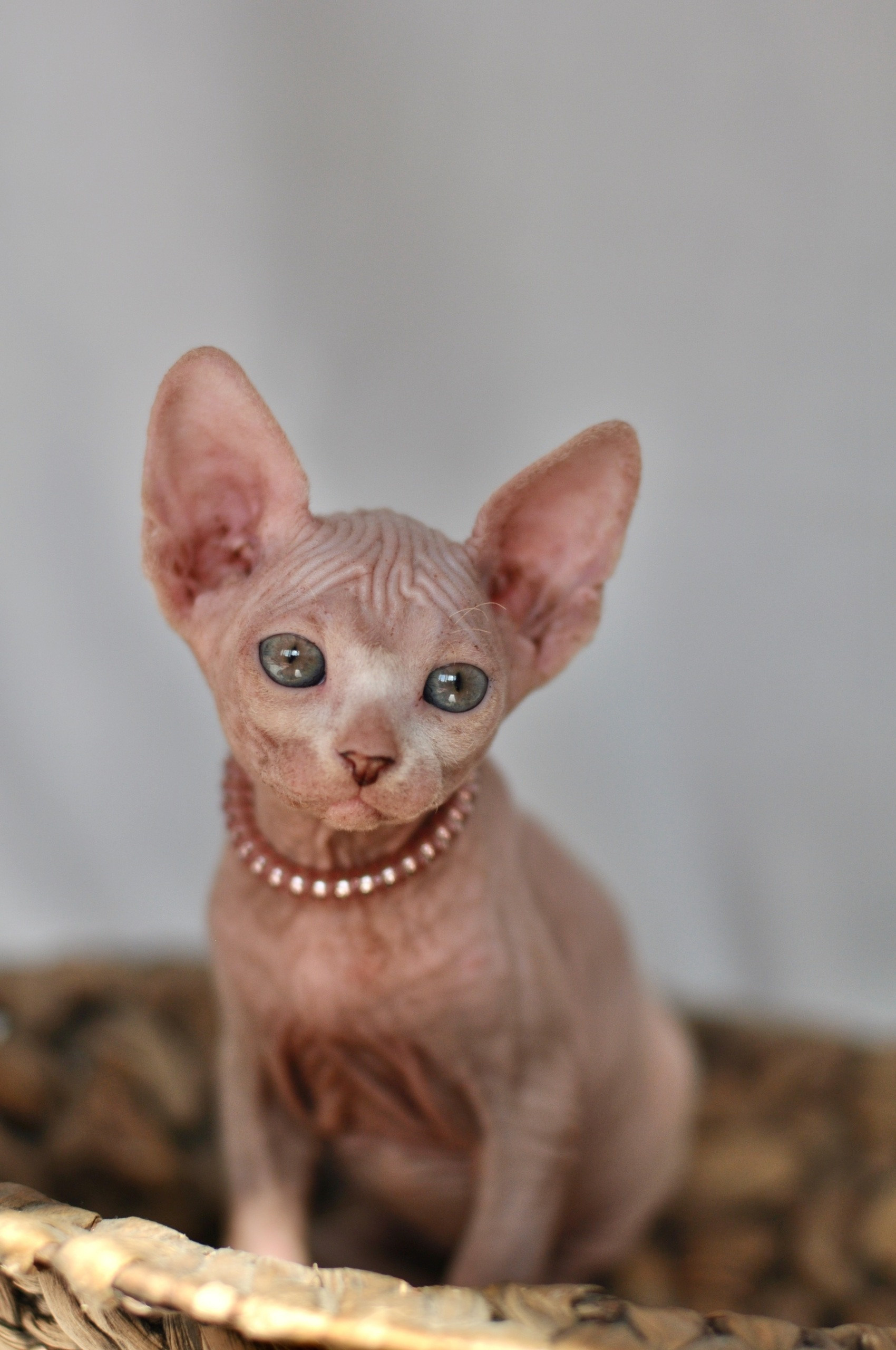 Graduates and Residents of our Cattery. A cattery of Canadian Sphynx breed, located in Limassol, Cyprus