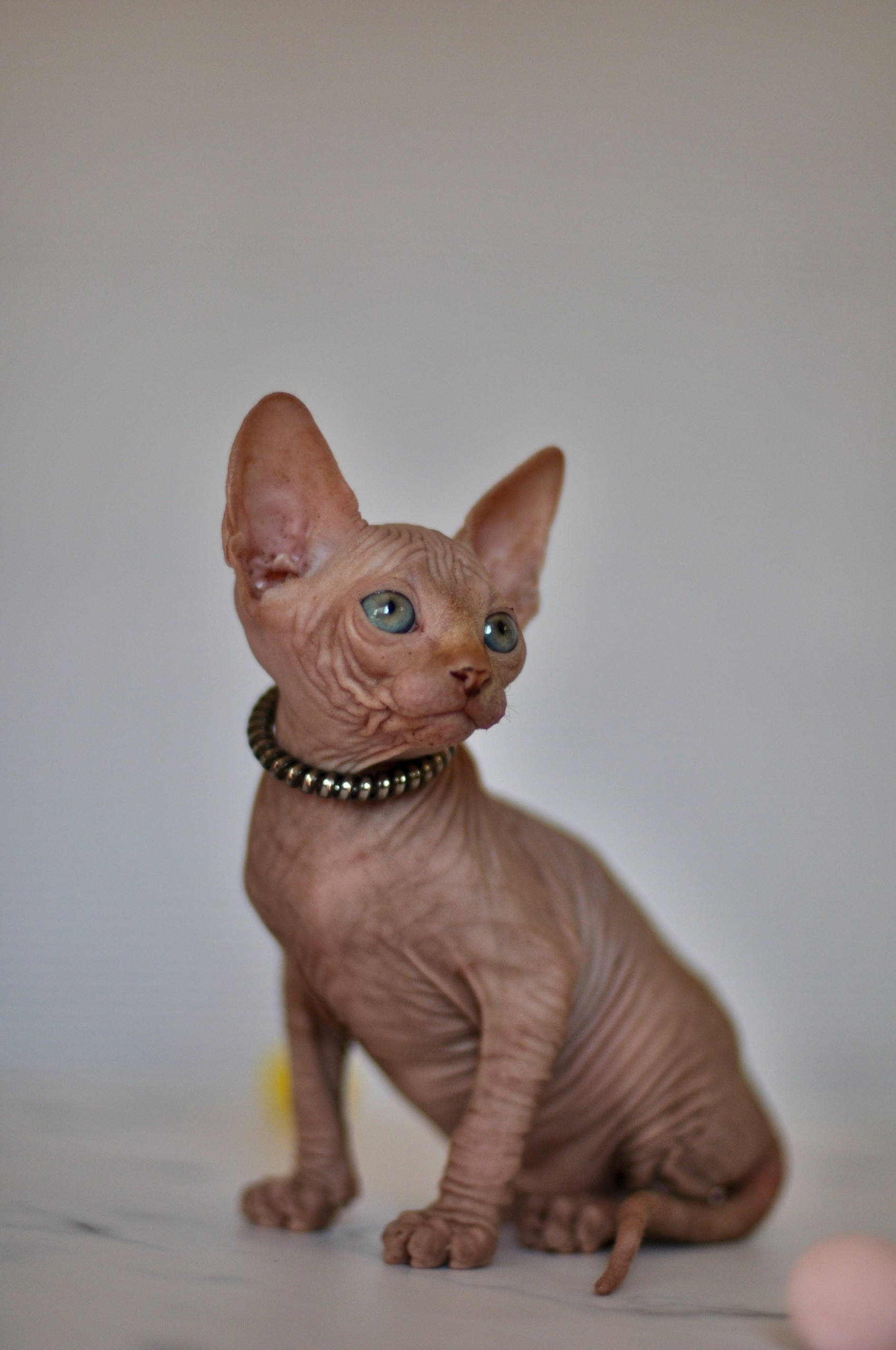 Graduates and Residents of our Cattery. A cattery of Canadian Sphynx breed, located in Limassol, Cyprus