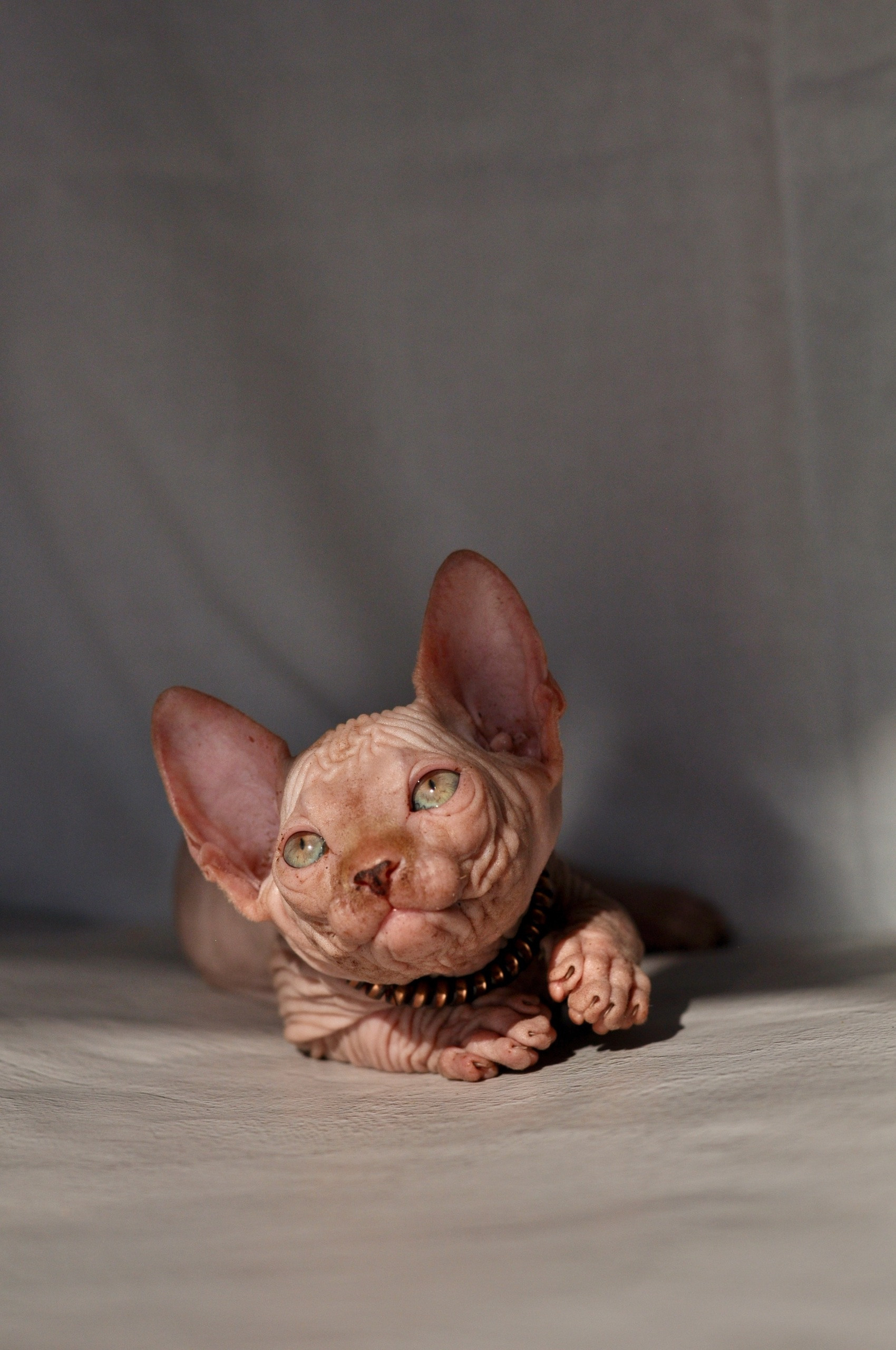 Graduates and Residents of our Cattery. A cattery of Canadian Sphynx breed, located in Limassol, Cyprus