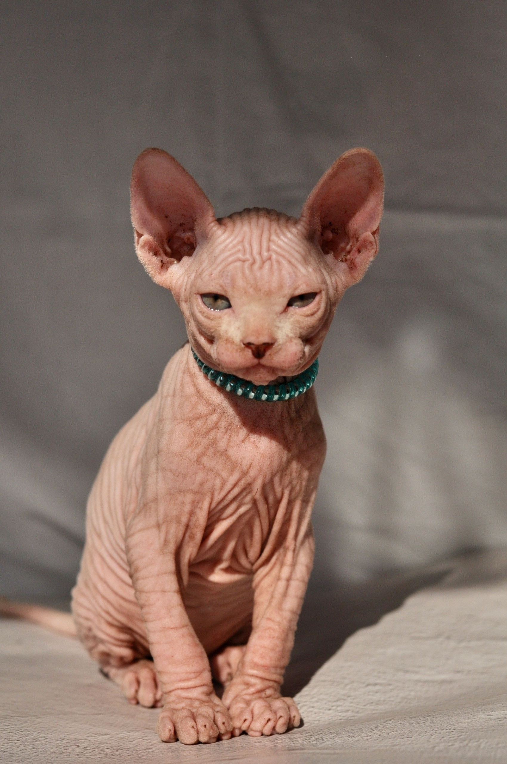 Graduates and Residents of our Cattery. A cattery of Canadian Sphynx breed, located in Limassol, Cyprus