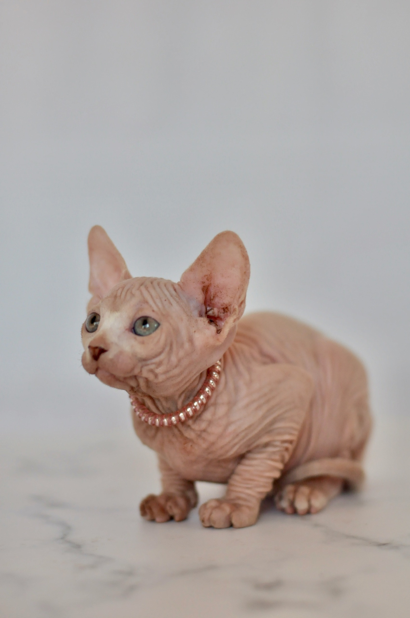 Graduates and Residents of our Cattery. A cattery of Canadian Sphynx breed, located in Limassol, Cyprus